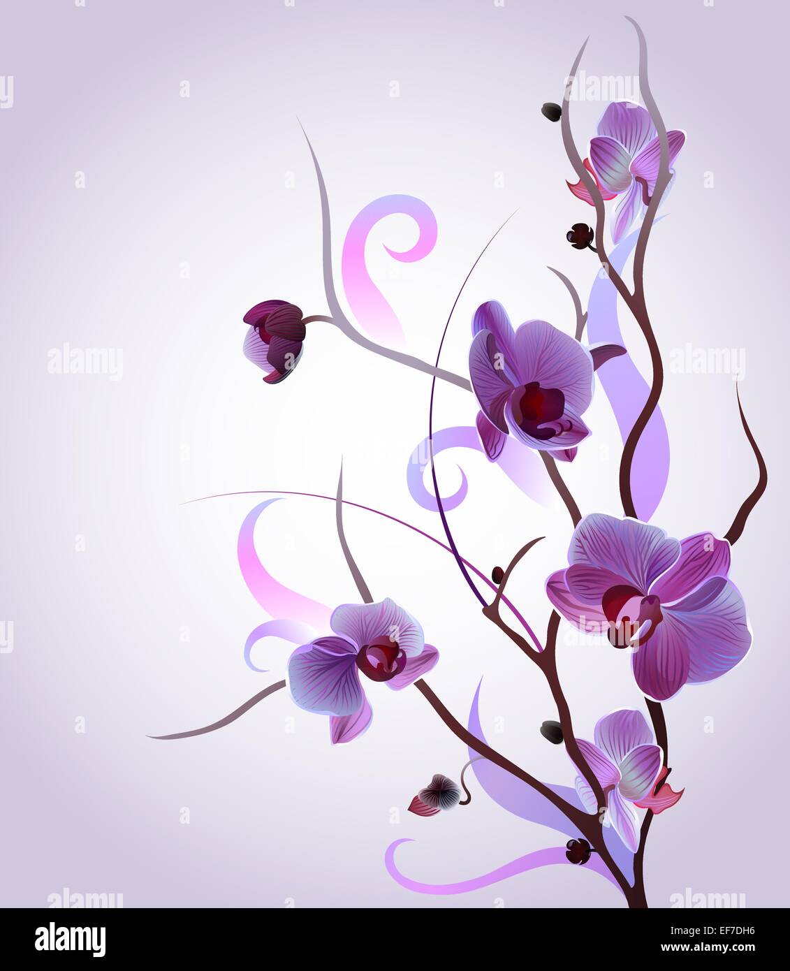 Carte de souhaits avec vecteur doux violet brunch orchidée Illustration de Vecteur
