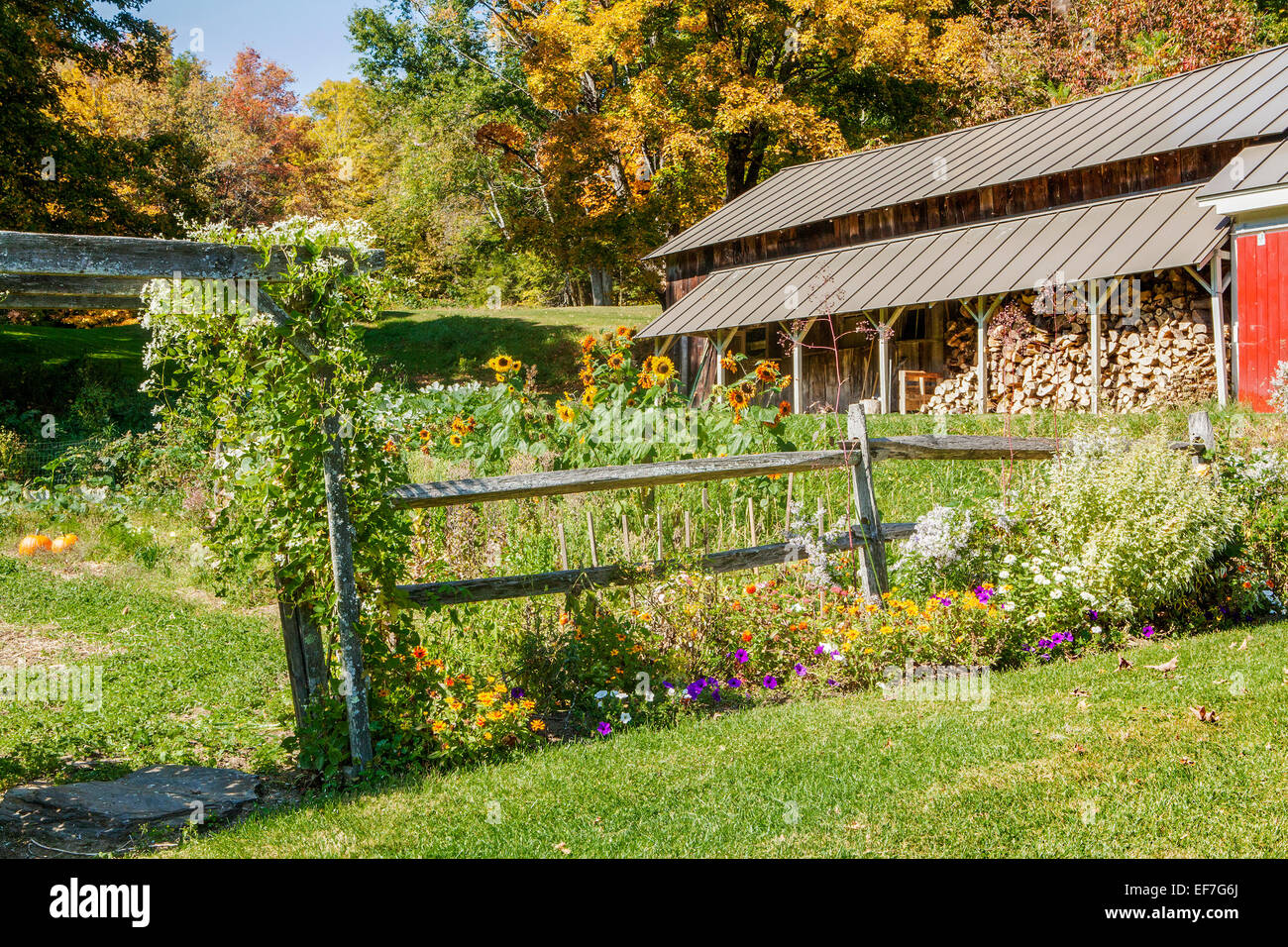 Automne scenic - Chalet jardin avec clôture en bois en lisse, fleurs et hangar avec toit métallique. Feuillage coloré à l'arrière. Banque D'Images