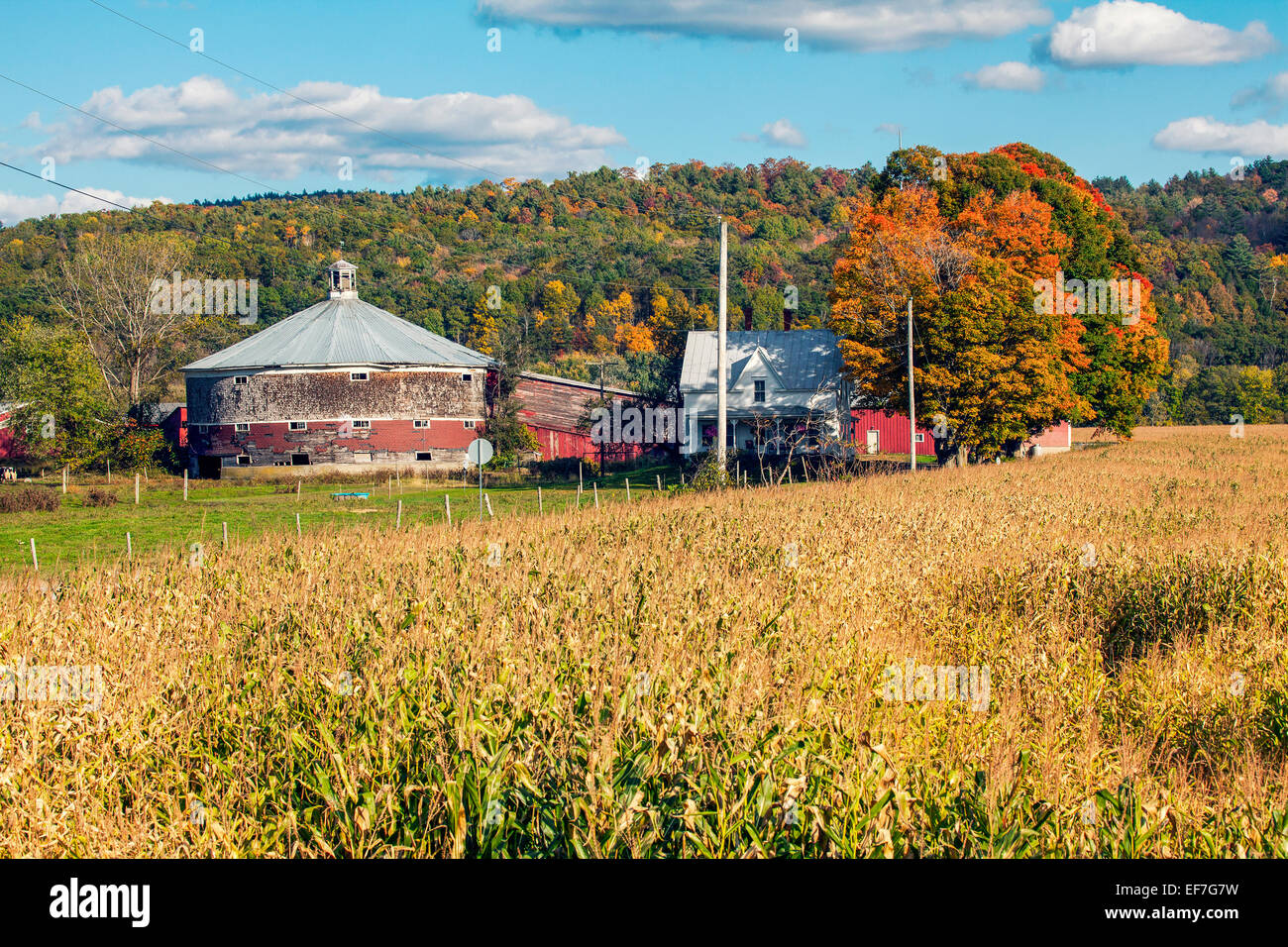 Ronde, vintage étable laitière, house et les champs de maïs dans le nord du Vermont, États-Unis d'Amérique. Saison est l'automne. Banque D'Images