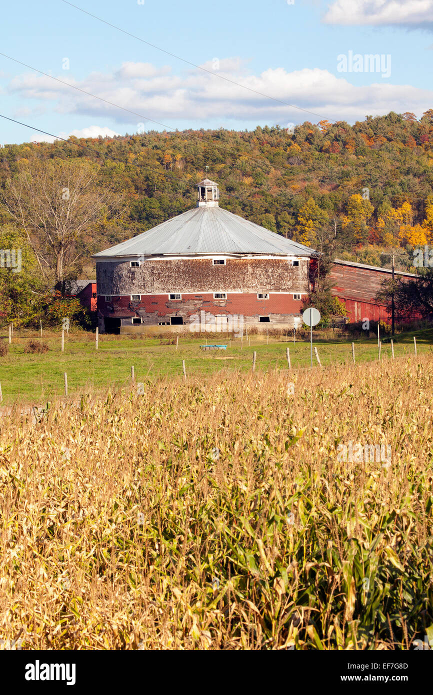 Grange ronde avec champ de maïs dans le nord du Vermont aux États-Unis d'Amérique. Format vertical. Le maïs mûr en premier plan. Banque D'Images