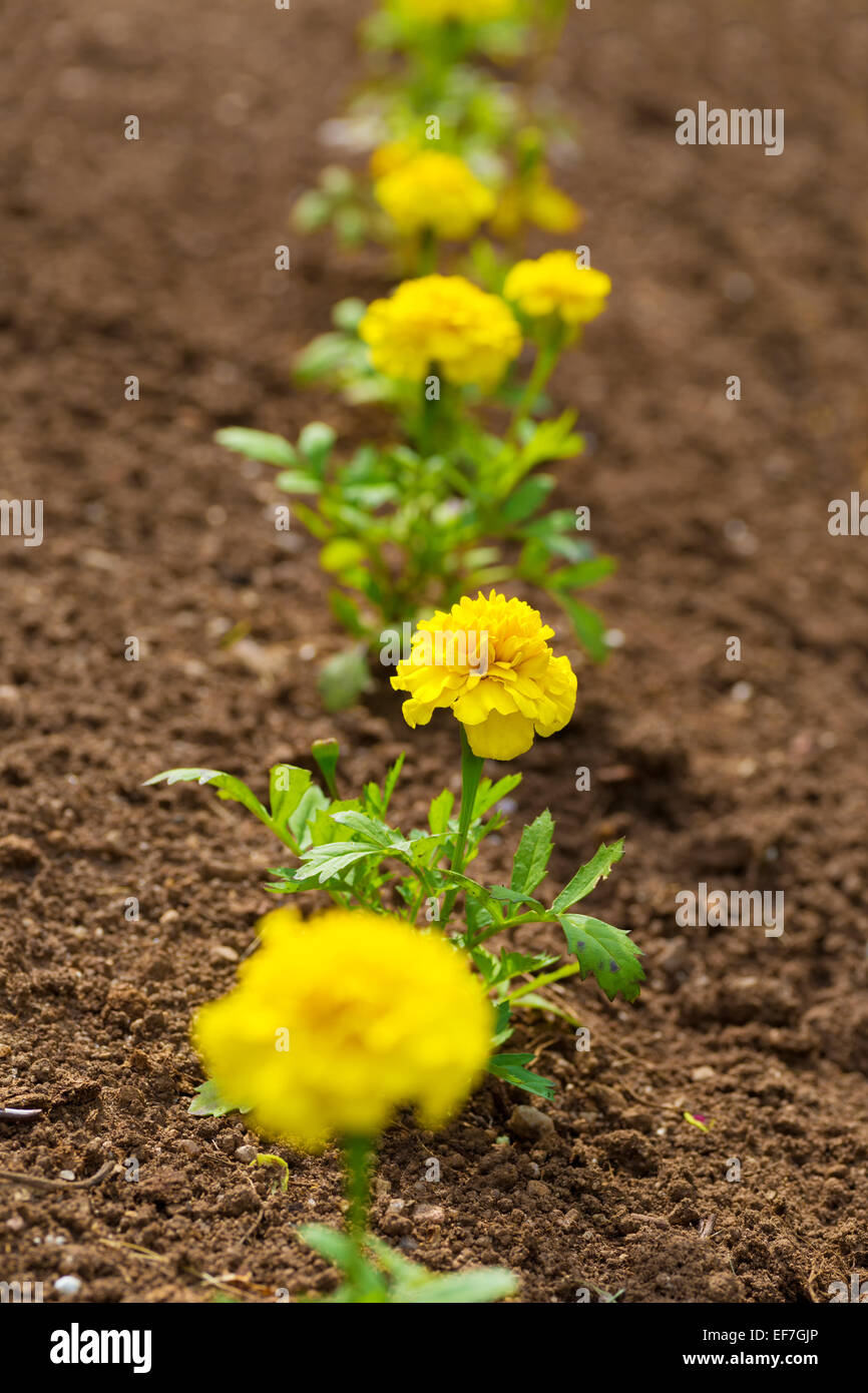 Les œillets d'nouvellement plantés dans le jardin au printemps. Banque D'Images