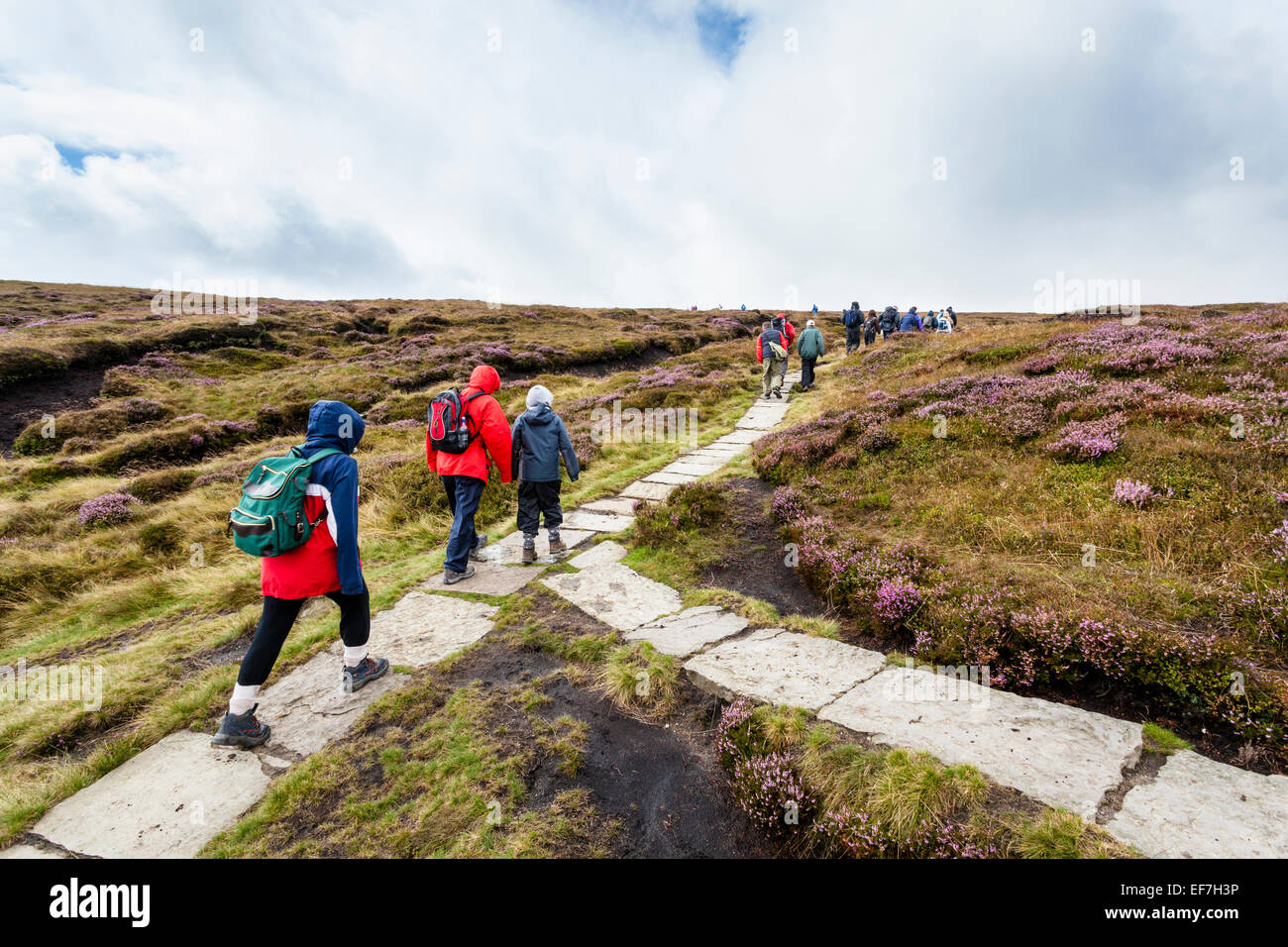 Grand groupe de marcheurs marcher sur un sentier de la lande, Kinder Scout, Derbyshire, Angleterre, Royaume-Uni. Le chemin du pavillon en pierre est de contrôler l'érosion sur la lande. Banque D'Images