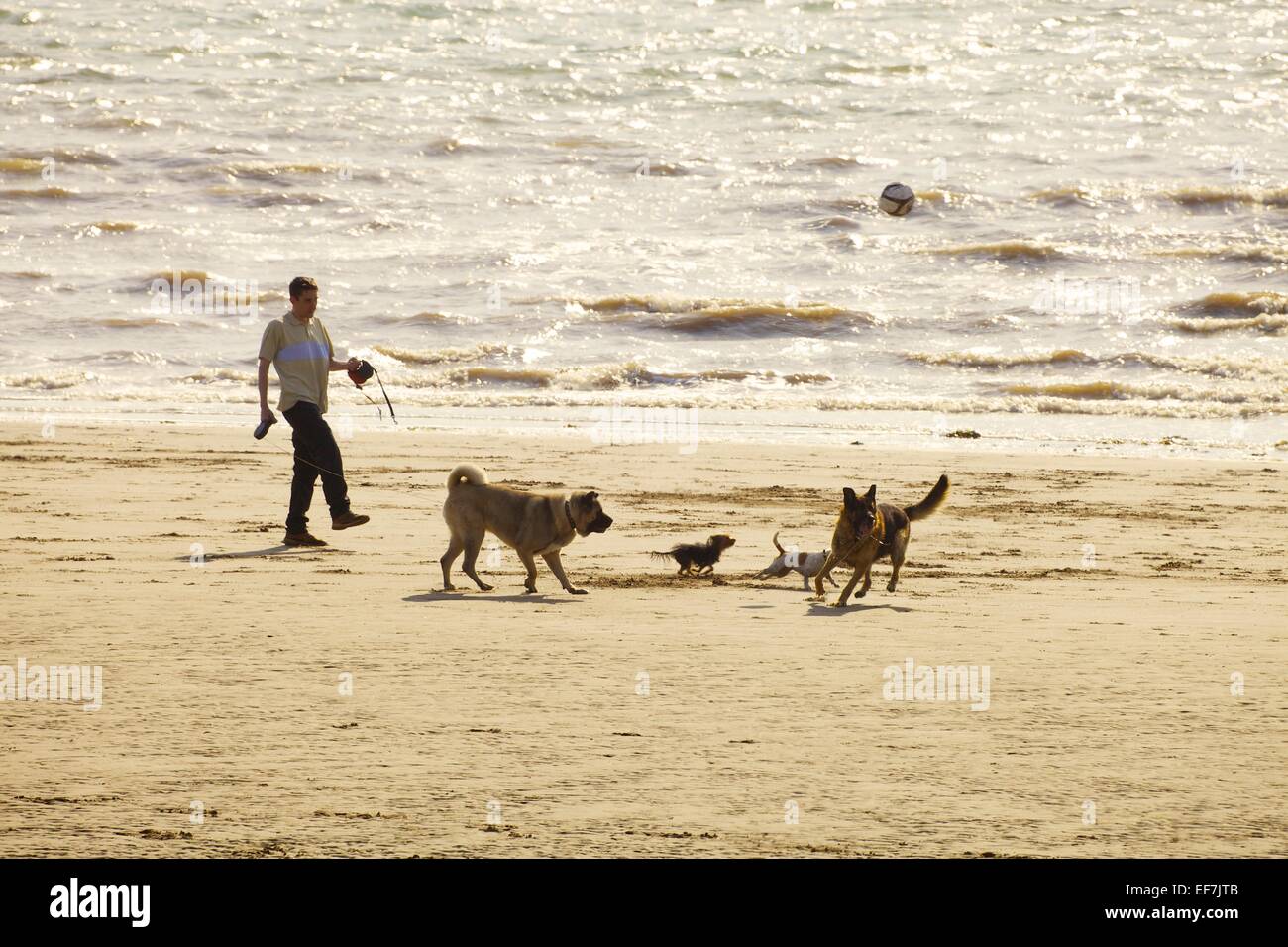 Botter un homme football pour les chiens sur une plage. Allonby Cumbria England UK. Banque D'Images