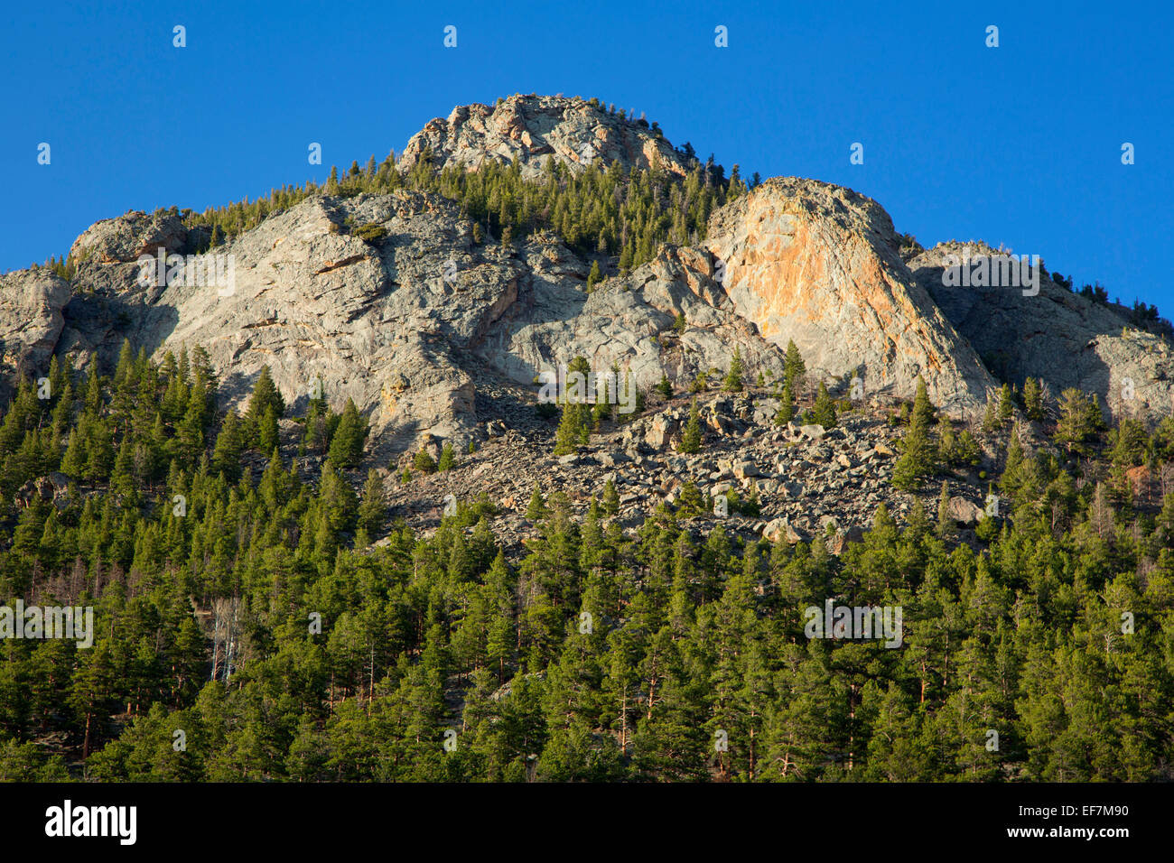 La pente de la forêt, Rocky Mountain National Park, Colorado Banque D'Images