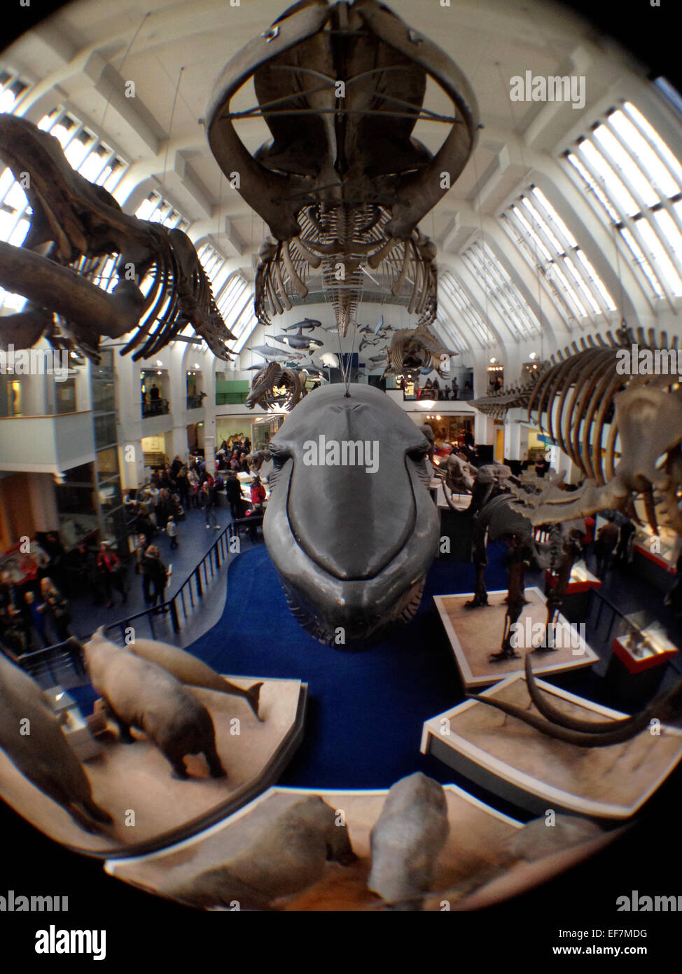 Natural History Museum, Londres, Angleterre, Royaume-Uni. Janvier 2015 La baleine bleue, Mammifères Banque D'Images