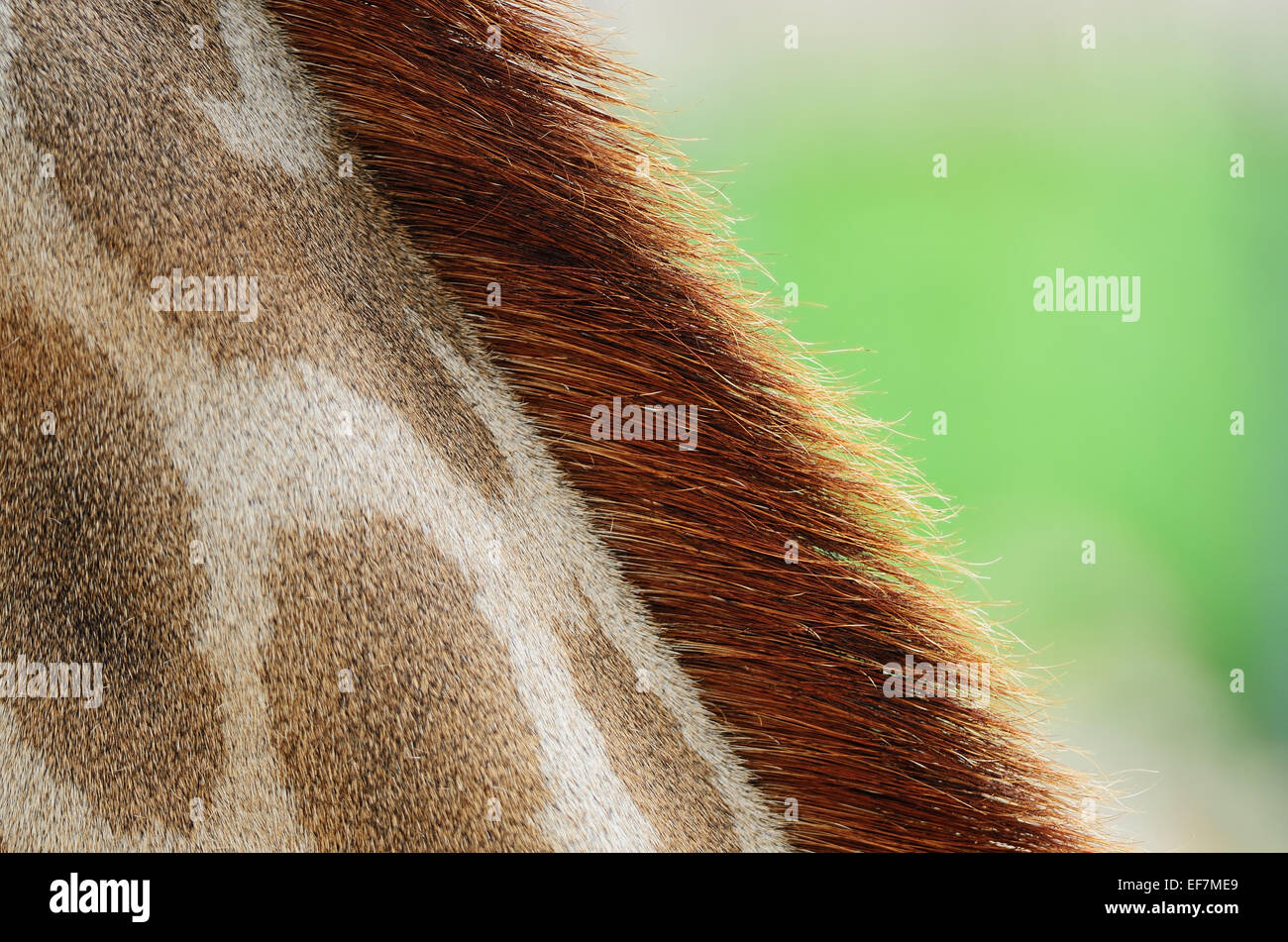Véritable cuir peau de girafe (Girafta camelopardalis) Banque D'Images
