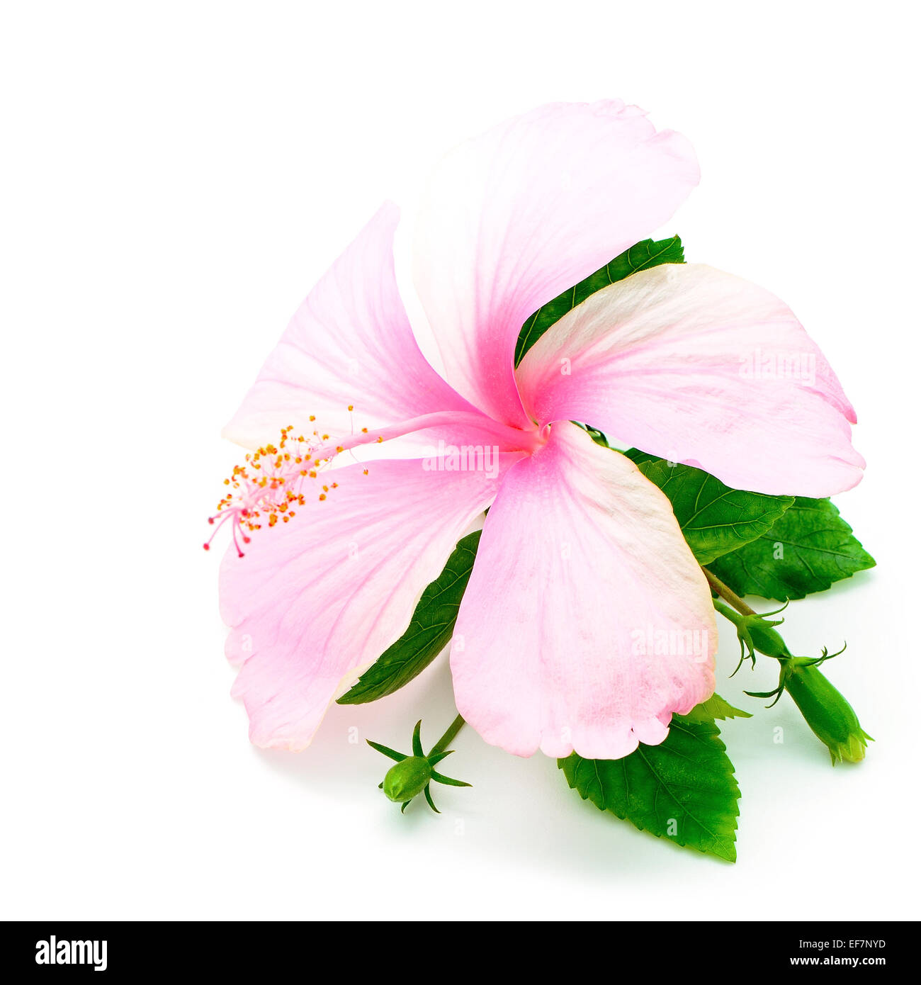 Fleur d'Hibiscus roses colorées isolé sur fond blanc Banque D'Images