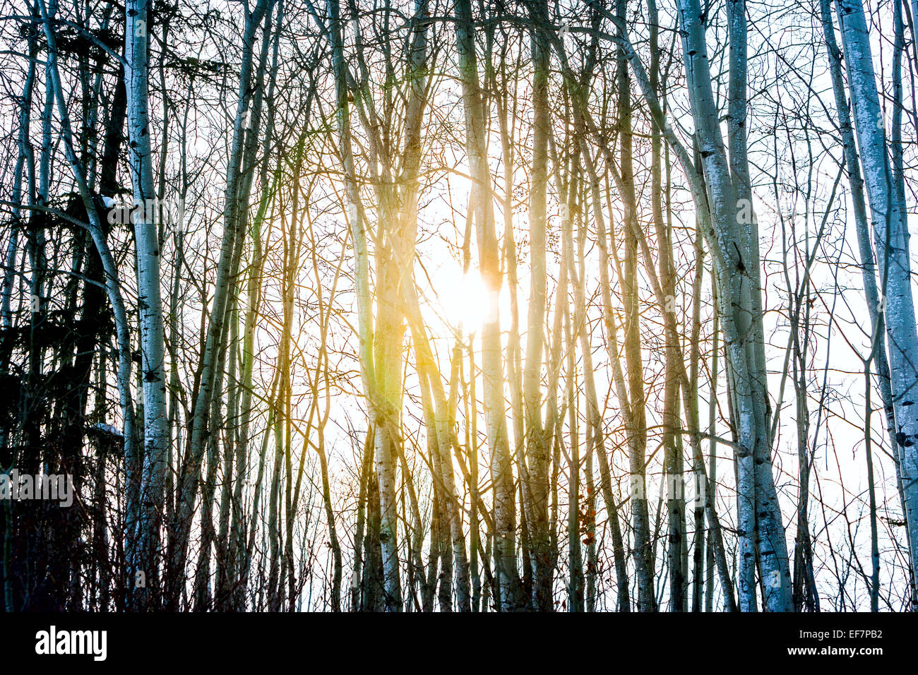 Le soleil briller à travers bouleaux Banque D'Images