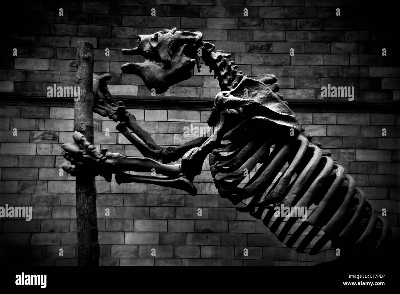 Natural History Museum, Londres, Angleterre, Royaume-Uni. Janvier 2015 Paresseux marcheur géant,Megatherium Americanum Banque D'Images
