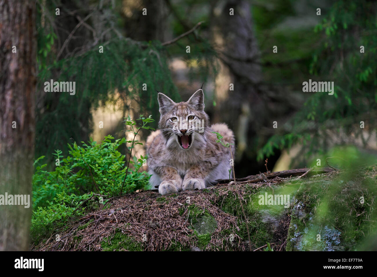 Lynx / lynx boréal (Lynx lynx) / sifflement grondant dans les forêts de conifères Banque D'Images
