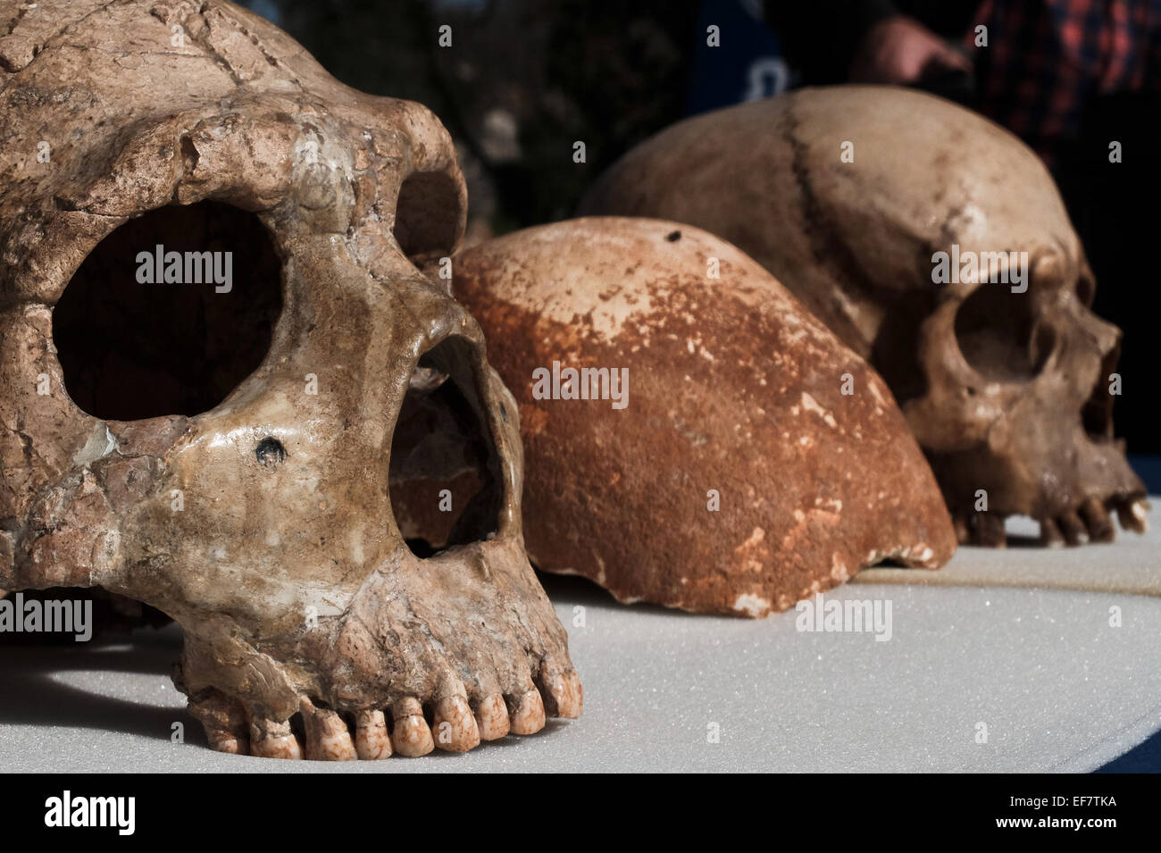 Manot Grotte, Israël. 28 janvier, 2015. Le Manot Cave crâne (C) est comparé à celui d'un homme de Néandertal (L) et d'un Homo sapien crâne (R). 55 000 ans d'un crâne humain découvert dans la grotte de Manot dans l'ouest de la Galilée prouve, selon les scientifiques, que l'homme moderne (Homo sapiens) a migré depuis l'Afrique vers le reste du monde il y a environ 65 000 ans. Chercheurs considèrent le crâne, la première preuve fossilisée à l'extérieur de l'Afrique, 'l'une des plus importantes découvertes dans l'étude de l'évolution humaine. Credit : Alon Nir/Alamy Live News Banque D'Images