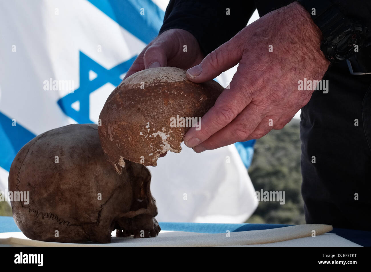 Manot Grotte, Israël. 28 janvier, 2015. Le professeur ISRAËL HERSHKOVITZ gère le Manot Cave crâne en le comparant à un Homo sapien crâne. 55 000 ans d'un crâne humain découvert dans la grotte de Manot dans l'ouest de la Galilée prouve, selon les scientifiques, que l'homme moderne (Homo sapiens) a migré depuis l'Afrique vers le reste du monde il y a environ 65 000 ans. Chercheurs considèrent le crâne, la première preuve fossilisée à l'extérieur de l'Afrique, 'l'une des plus importantes découvertes dans l'étude de l'évolution humaine. Credit : Alon Nir/Alamy Live News Banque D'Images