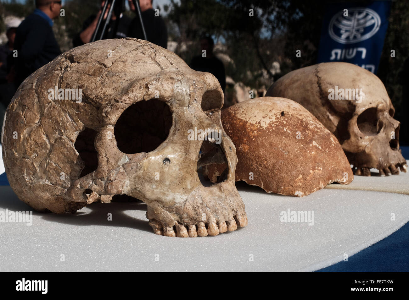 Manot Grotte, Israël. 28 janvier, 2015. Le Manot Cave crâne (C) est comparé à celui d'un homme de Néandertal (L) et d'un Homo sapien crâne (R). 55 000 ans d'un crâne humain découvert dans la grotte de Manot dans l'ouest de la Galilée prouve, selon les scientifiques, que l'homme moderne (Homo sapiens) a migré depuis l'Afrique vers le reste du monde il y a environ 65 000 ans. Chercheurs considèrent le crâne, la première preuve fossilisée à l'extérieur de l'Afrique, 'l'une des plus importantes découvertes dans l'étude de l'évolution humaine. Credit : Alon Nir/Alamy Live News Banque D'Images