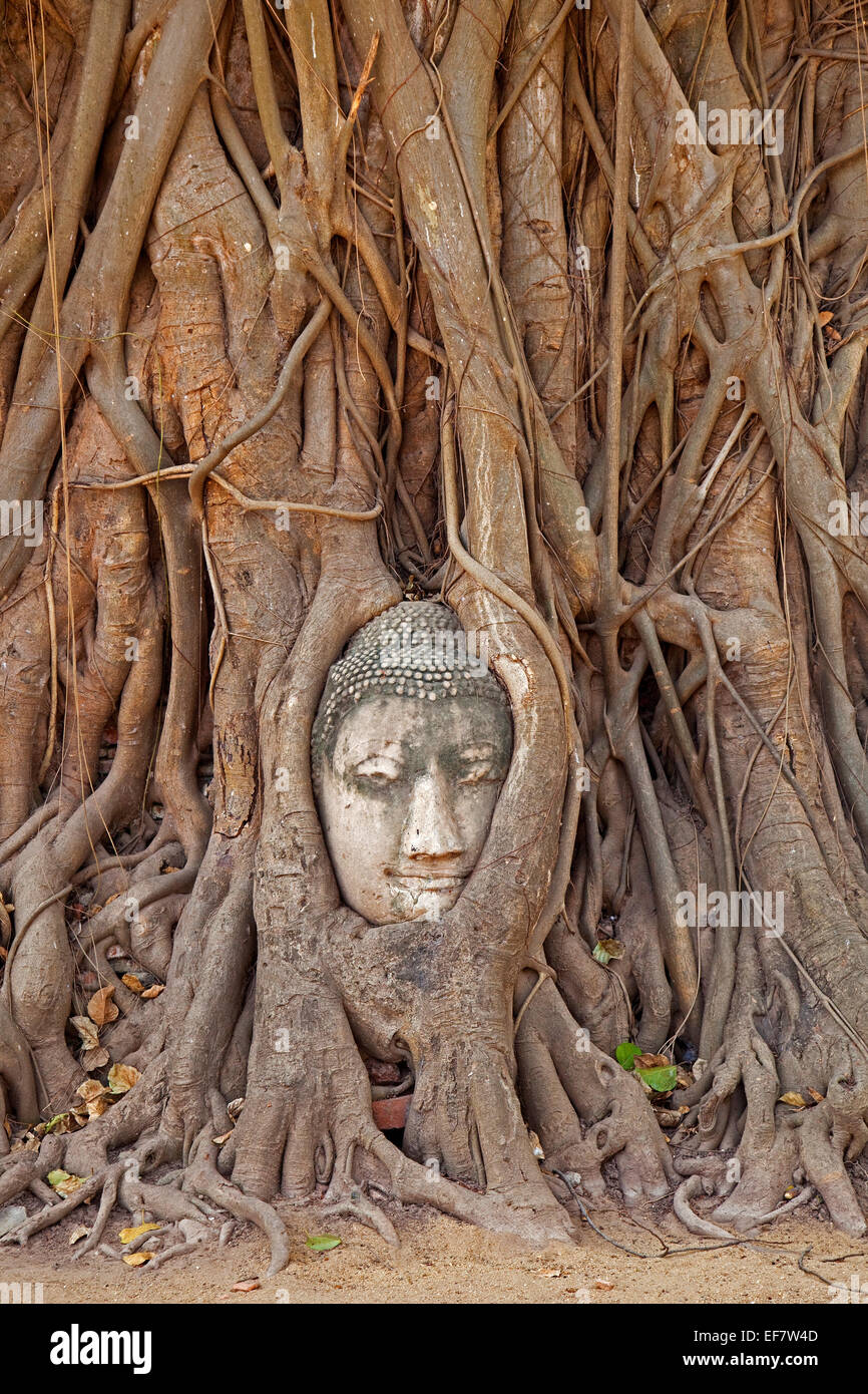 La tête de Bouddha intégré dans les racines d'un arbre banyan au Wat Mahathat dans le parc historique d'Ayutthaya, Thaïlande Banque D'Images