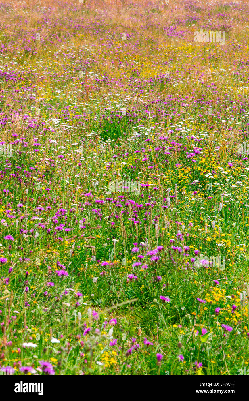 Pré de fleurs sauvages rurales colorées Banque D'Images