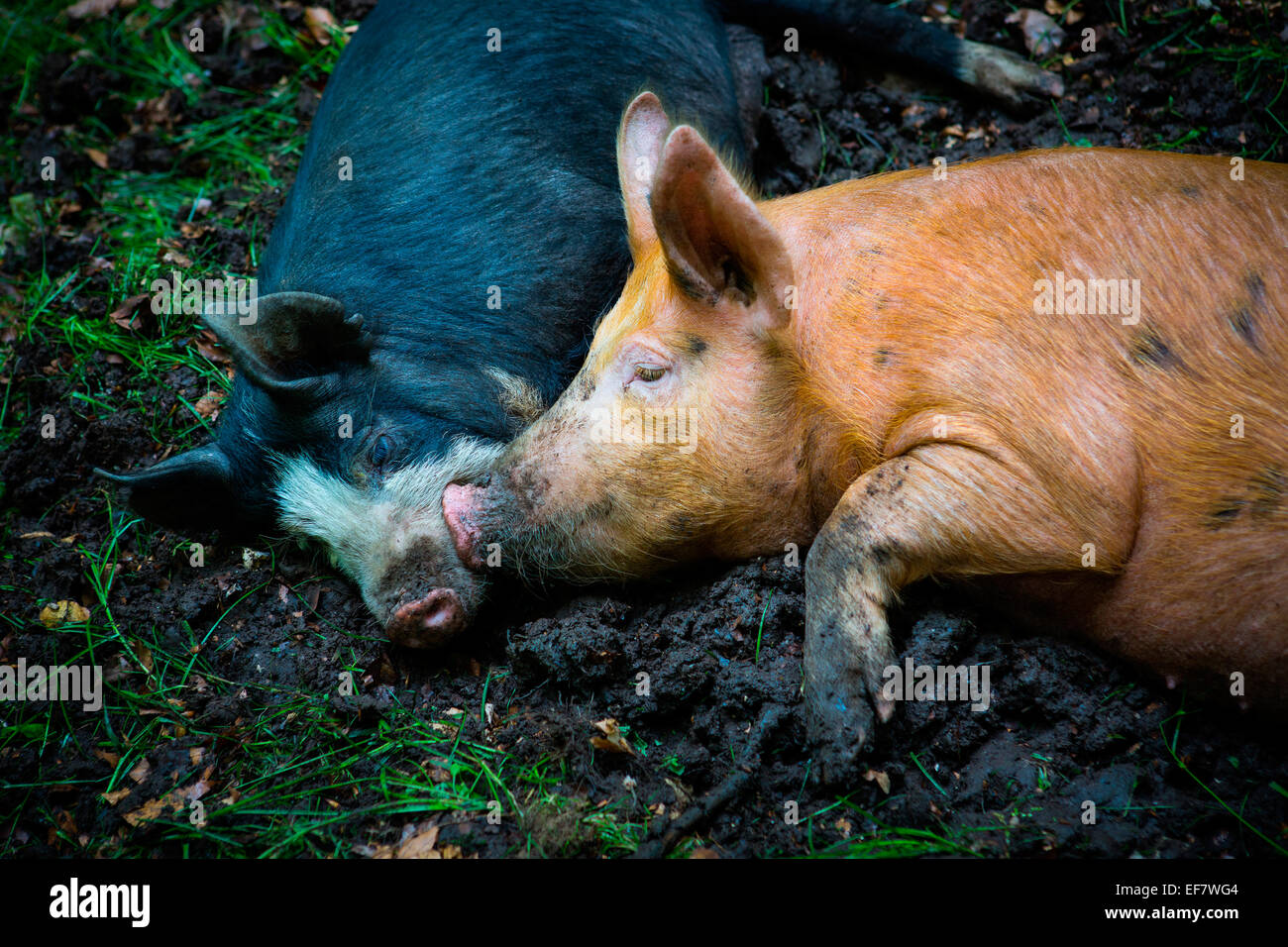 Gamme de porc berkshire et porc tamworth lying together dans la boue Banque D'Images