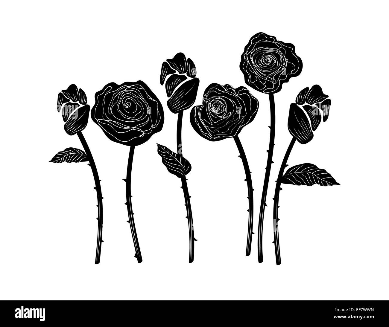 Illustration noir et blanc élégant de six belles roses avec feuilles, tiges et des épines à des fins décoratives et de l'amour motif Banque D'Images