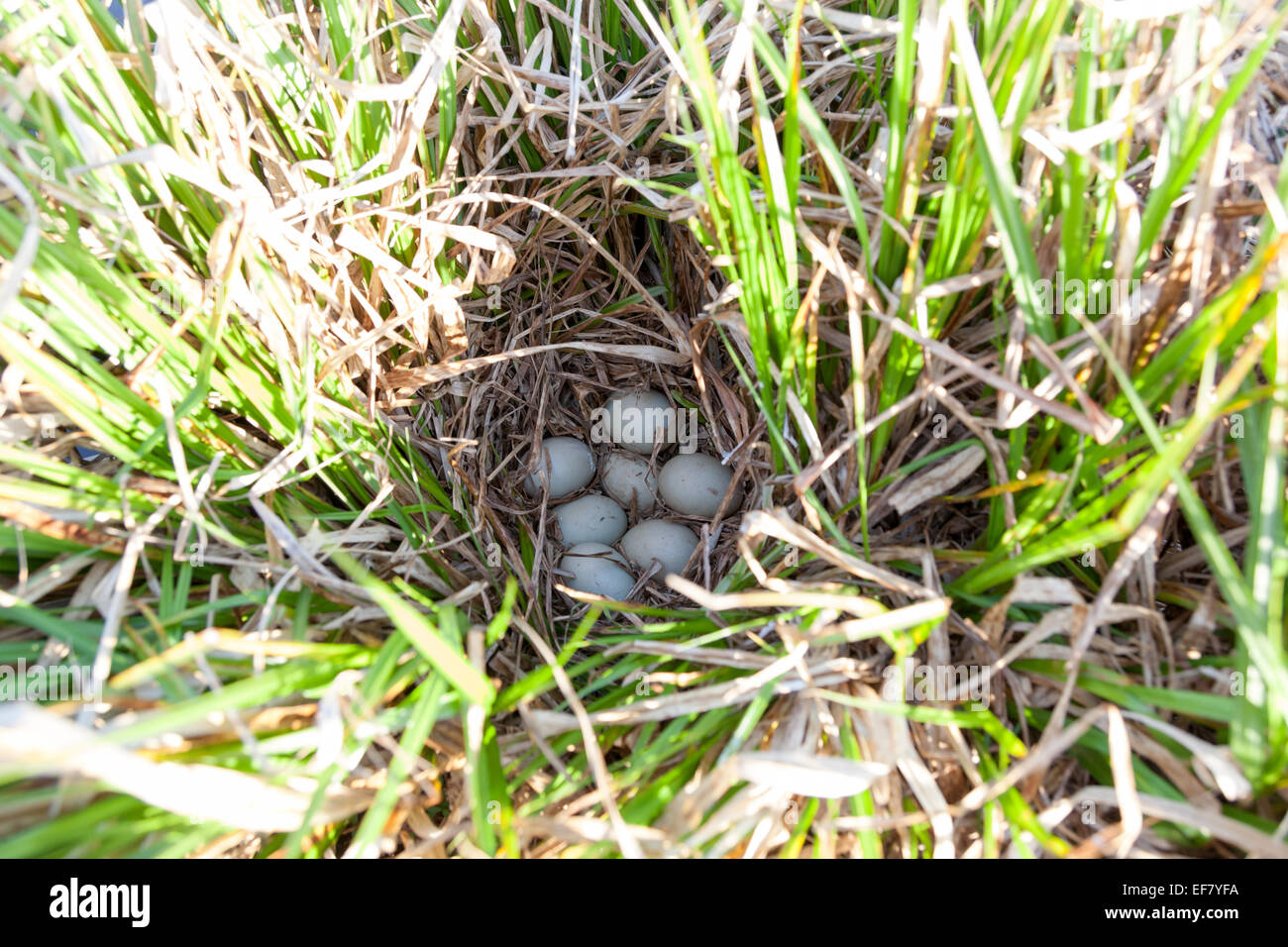 Anas platyrhynchos. Le nid du Canard colvert dans la nature. Banque D'Images