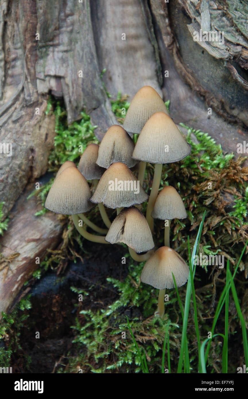 Sculpture de champignons Banque D'Images