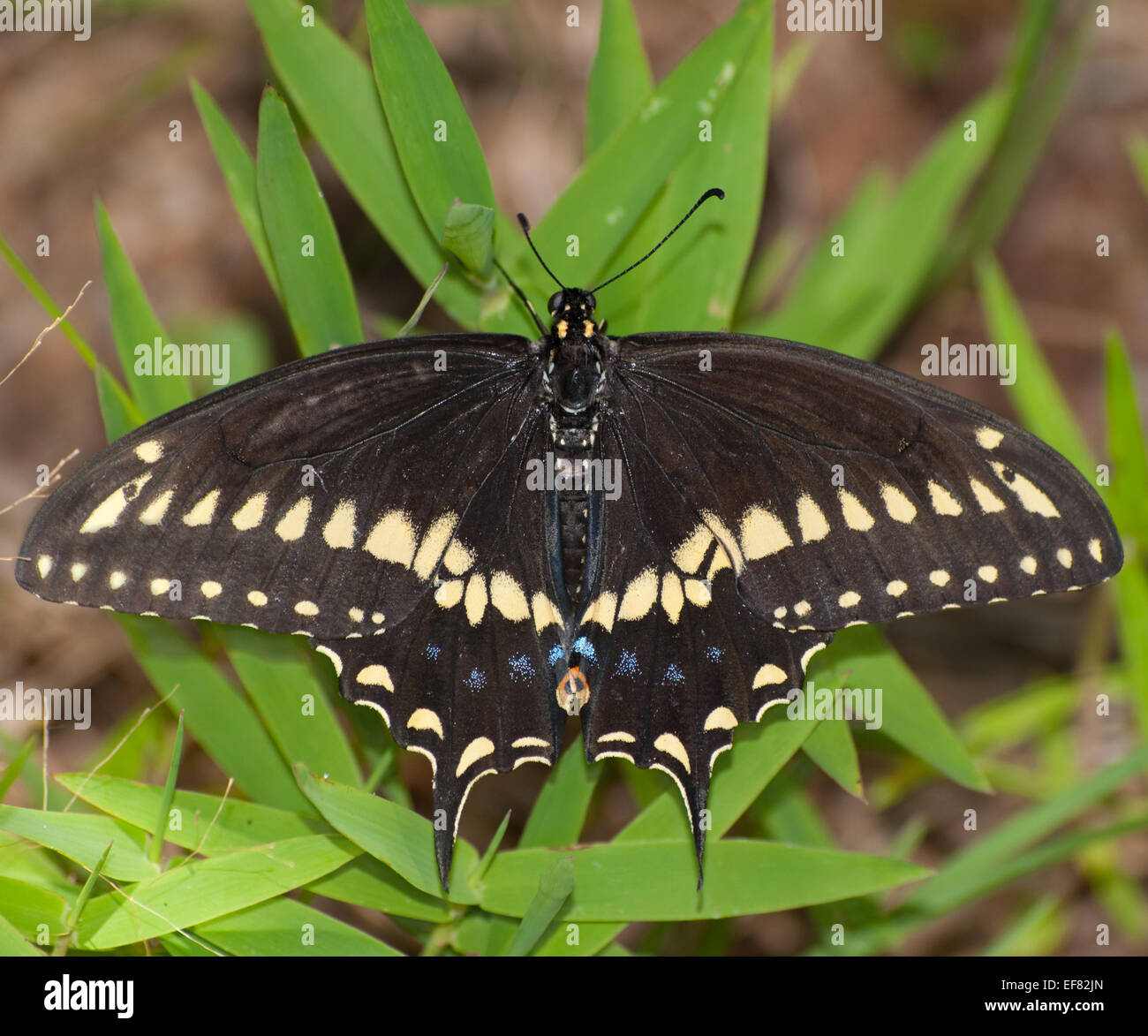 Papillon noir l'est posé sur l'herbe Banque D'Images