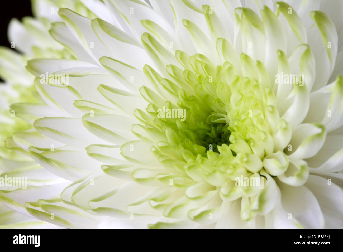Close up image de fleur de chrysanthème blanc Banque D'Images