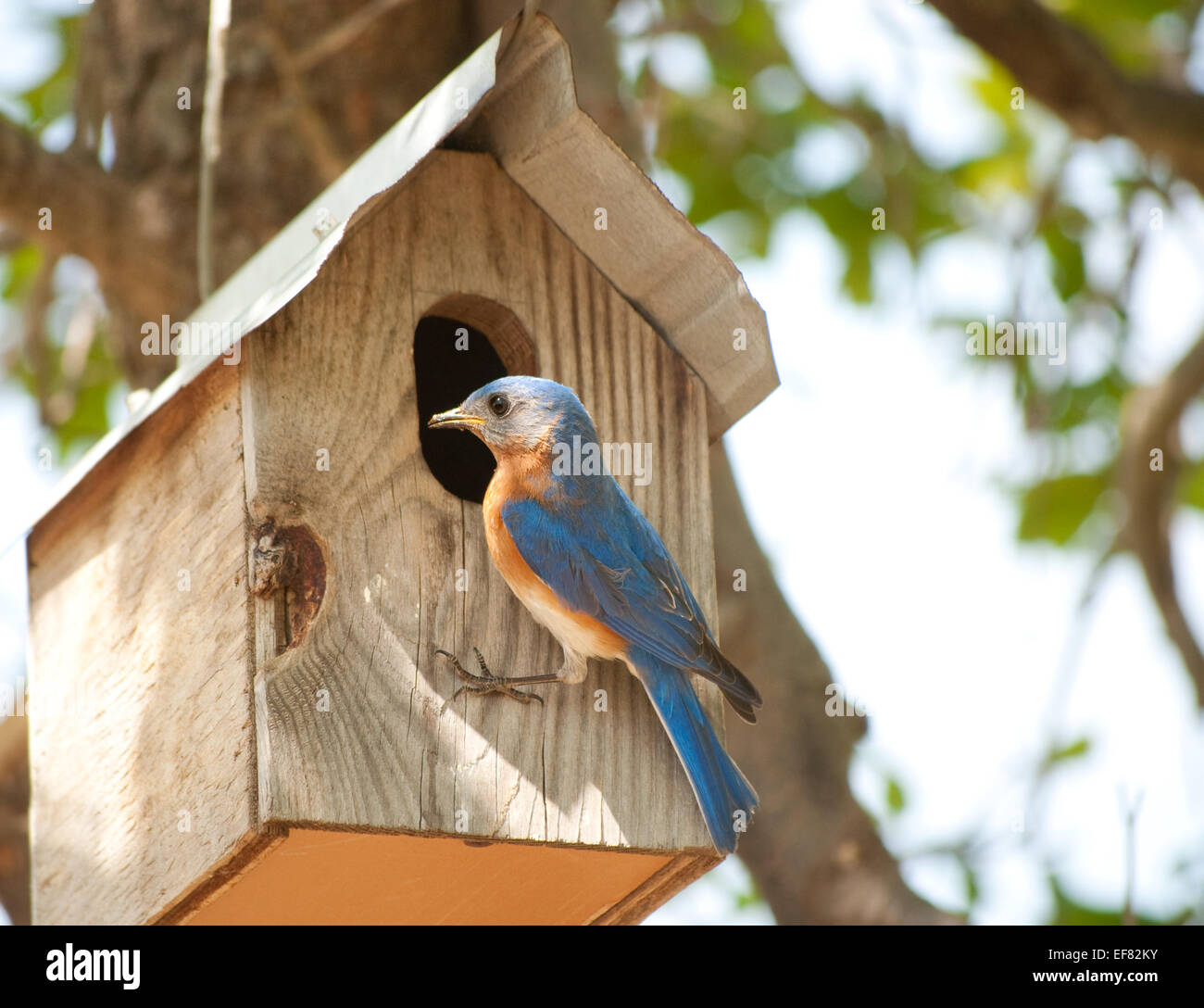 Le Merlebleu de l'homme à l'entrée de son nid Banque D'Images