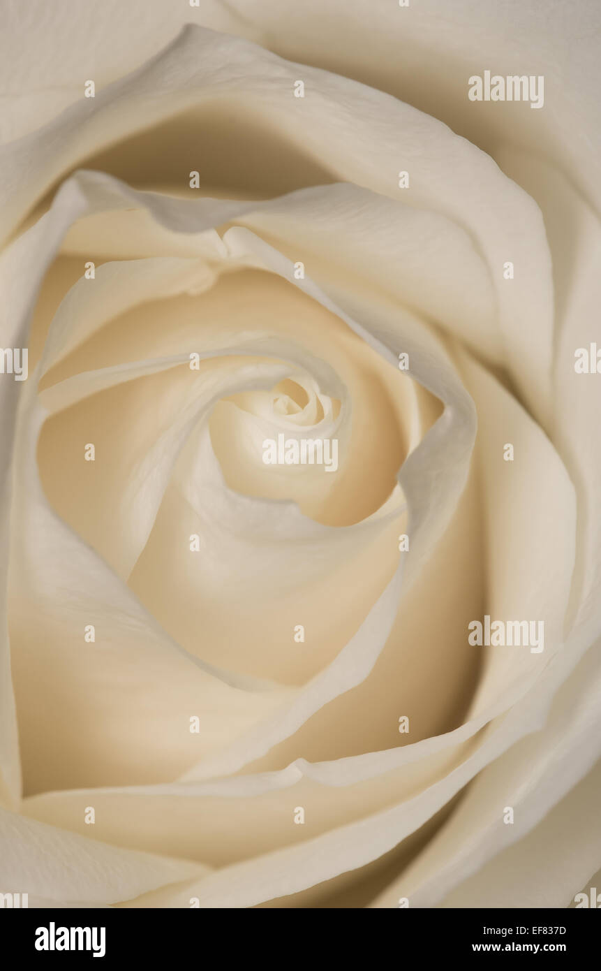 Une délicate de près de l'coeur d'une rose. J'aime la façon dont les pétales forment un motif tourbillonnant dimensions l'oeil dans l'image. Banque D'Images