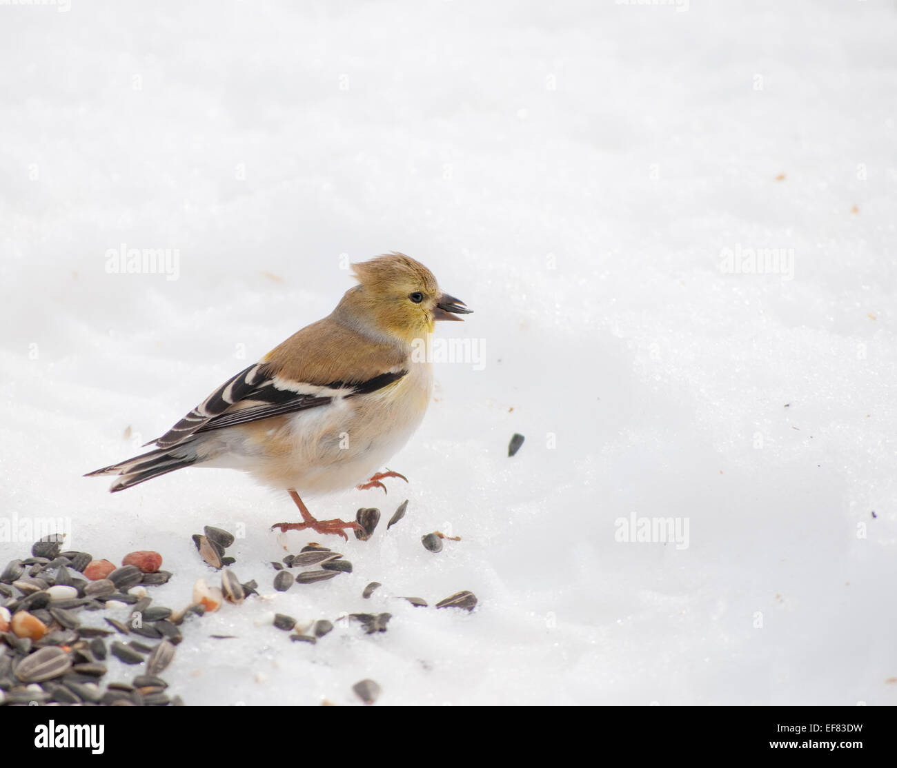 Beau Chardonneret jaune peeling un tournesol dans son projet de loi, sur la neige Banque D'Images