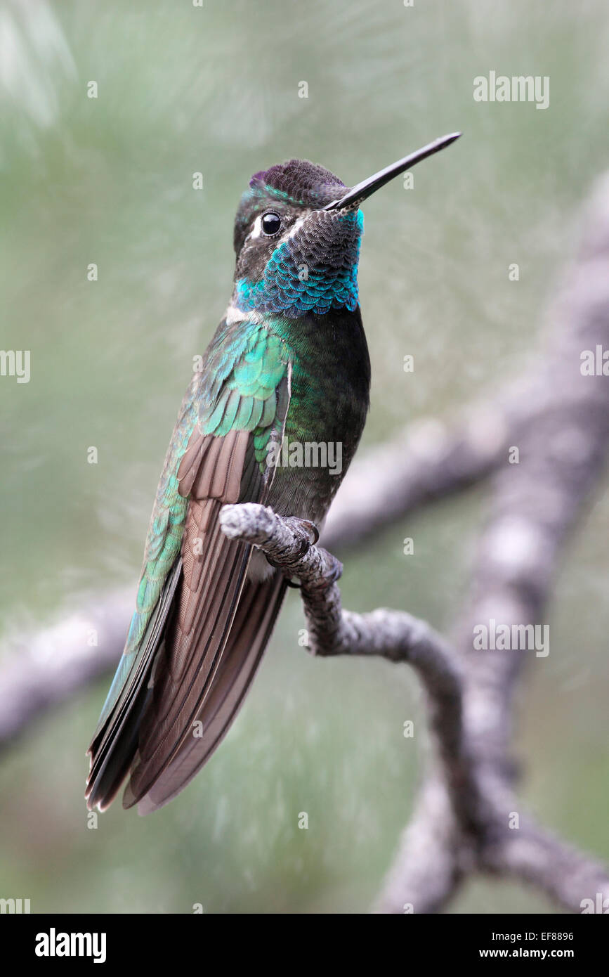 Colibri magnifique - Eugene fulgens - mâle Banque D'Images