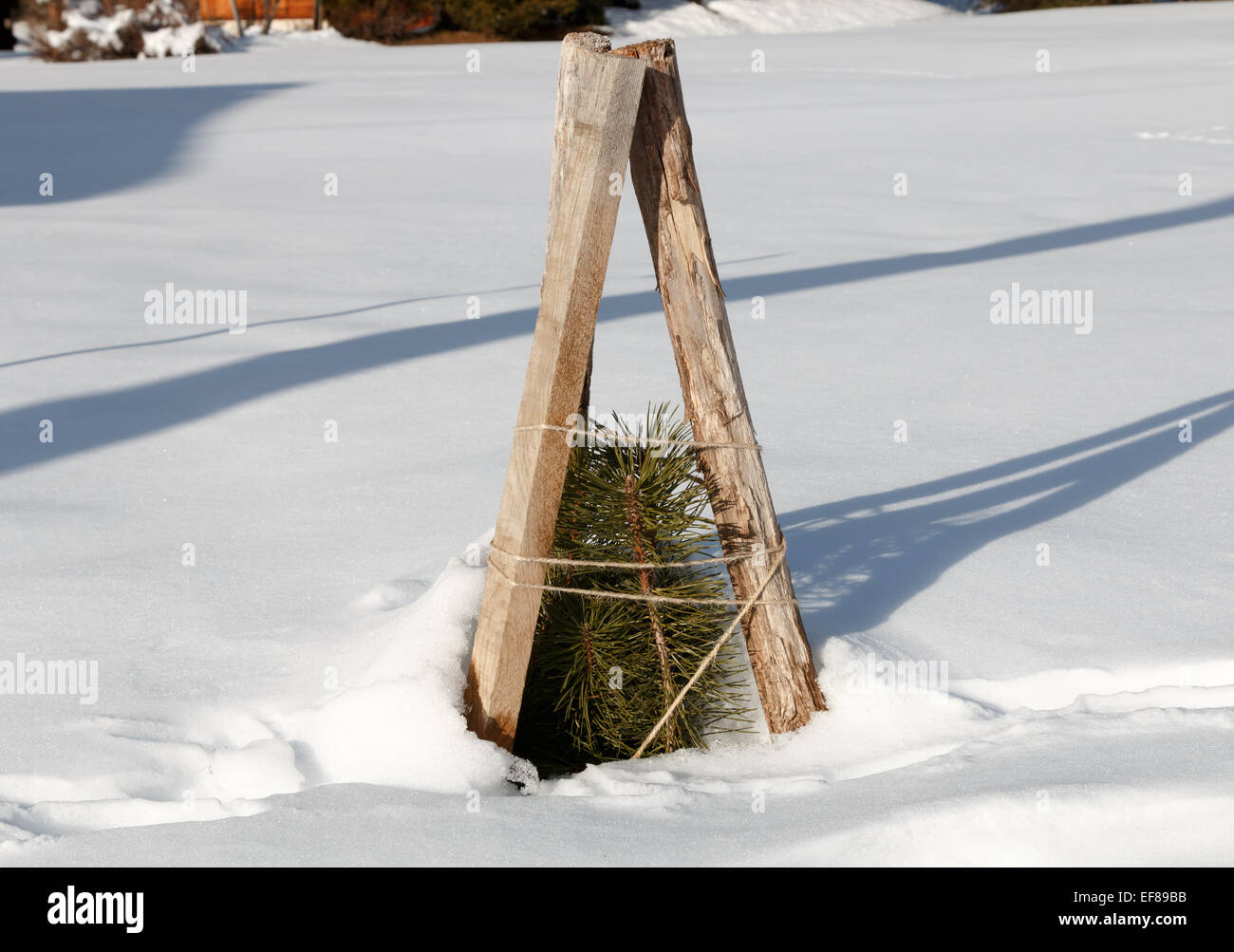 Non-soumission plante robuste et protégée contre le gel hivernal et les dommages dus à la neige avec des cloches. Banque D'Images
