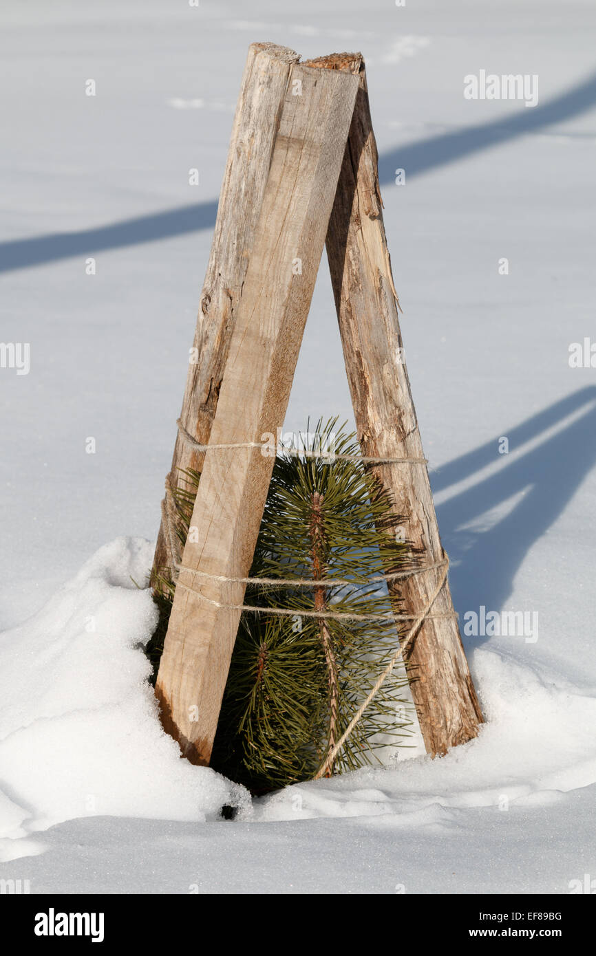Non-soumission plante robuste et protégée contre le gel hivernal et les dommages dus à la neige avec des cloches. Banque D'Images