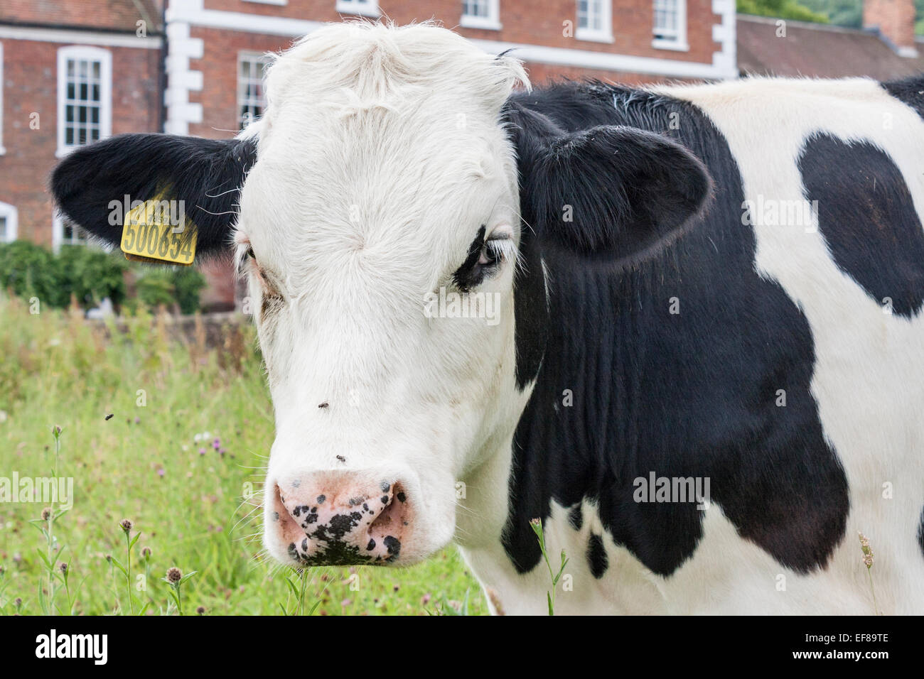 Close up de vache frisonne avec étiquettes d'oreilles. Banque D'Images