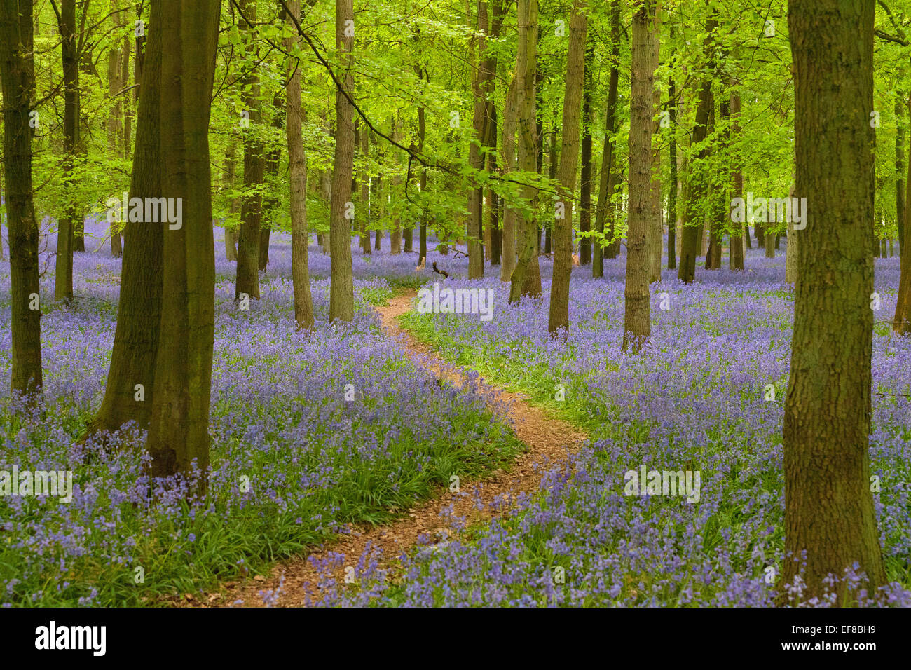Dockey, jacinthes des bois, Ashridge Estate, Hertfordshire, Angleterre Banque D'Images