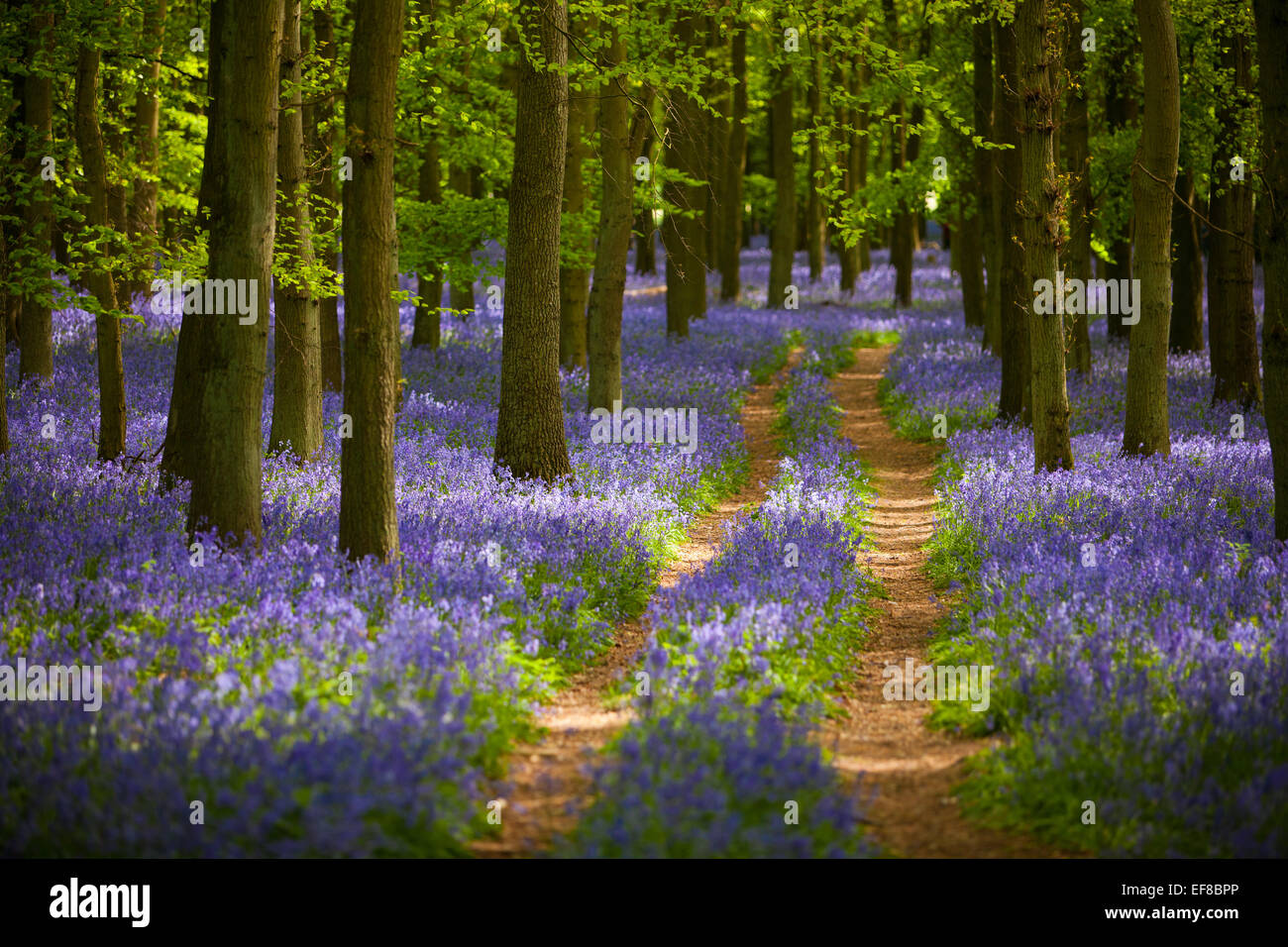 Dockey, jacinthes des bois, Ashridge Estate, Hertfordshire, Angleterre Banque D'Images