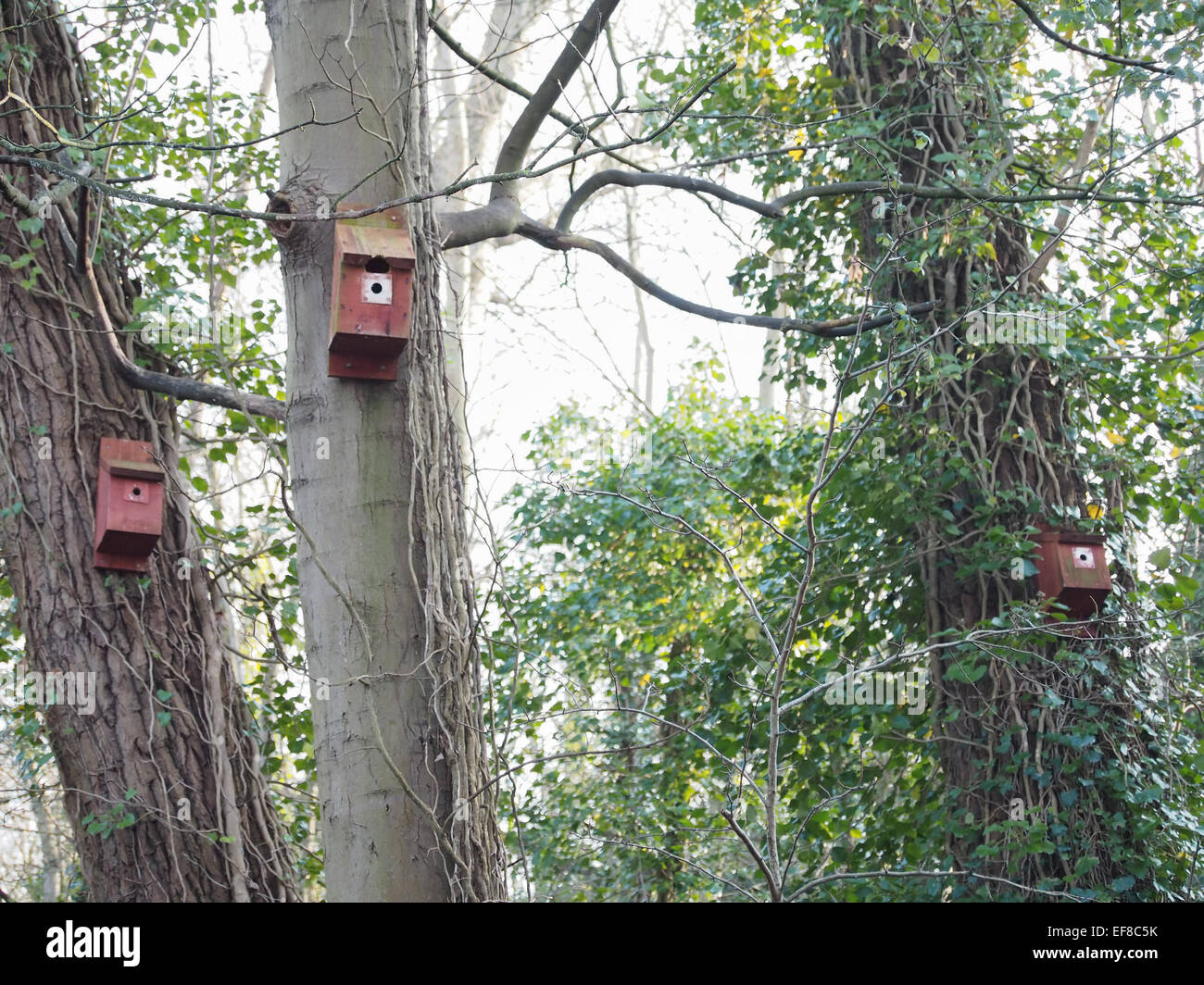 Boîtes d'oiseaux attachée aux arbres pour promouvoir l'élevage, dans la forêt entourant les lignes de Hilsea monument ancien, Portsmouth, Angleterre Banque D'Images