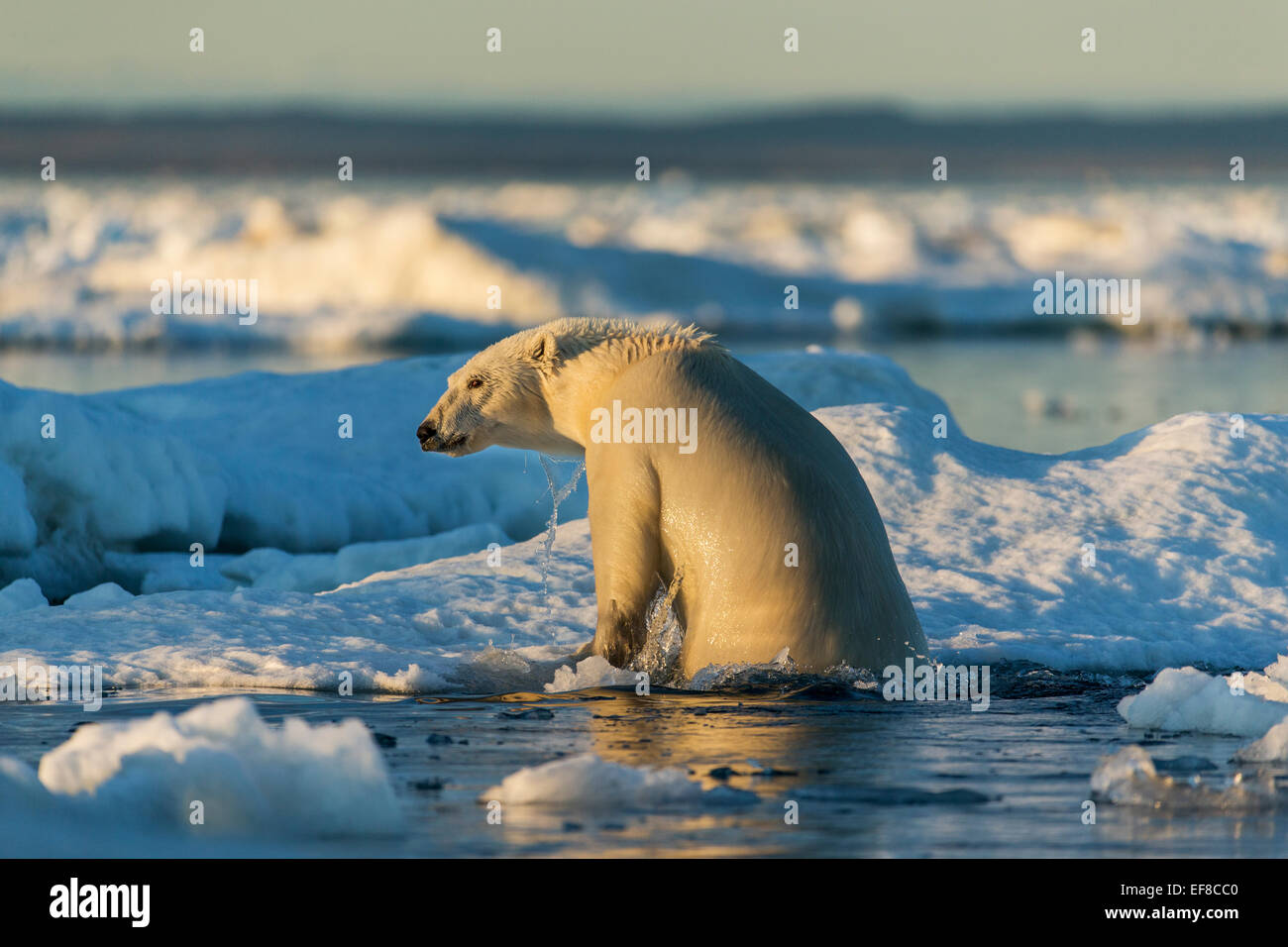 Le Canada, le territoire du Nunavut, l'ours polaire (Ursus maritimus) grimper sur la fonte de la glace de mer flottant dans le détroit Gelé de l'Arctique près de Circ Banque D'Images