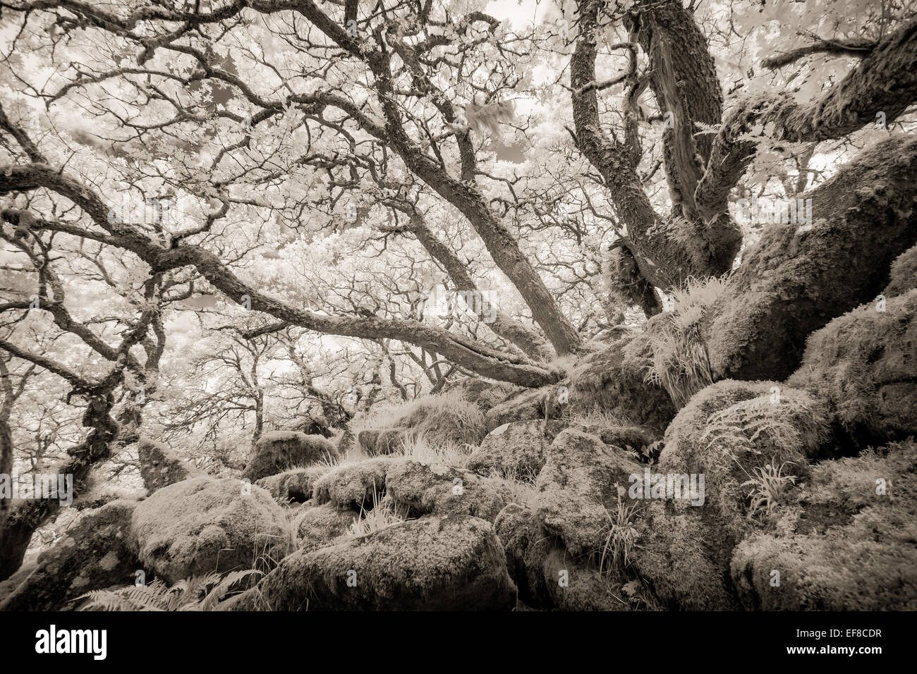 Chênes centenaires, Wistmans Wood, Dartmoor, dans le Devon, Angleterre Banque D'Images