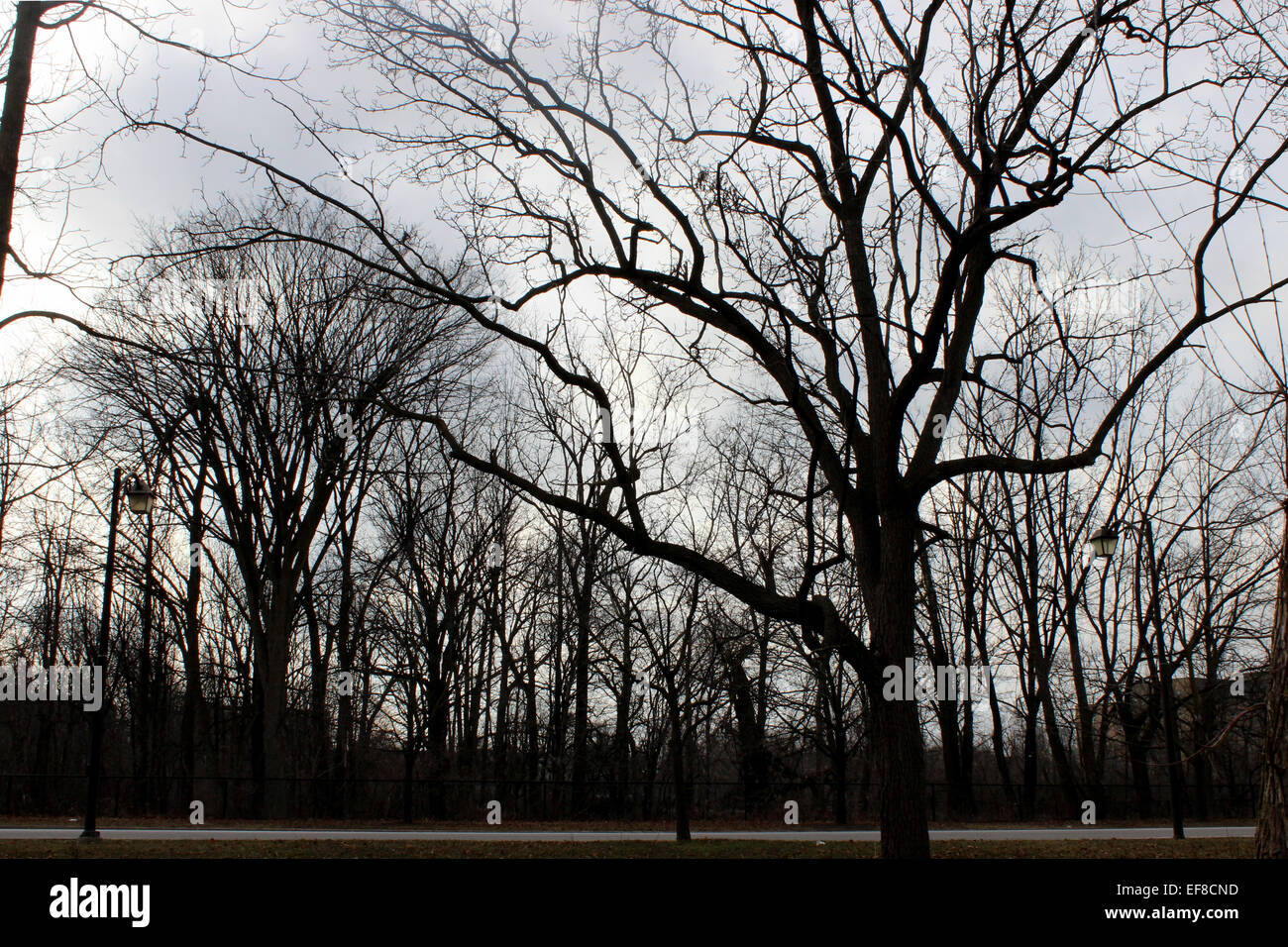 Photographie mystérieuse dans une forêt avec des arbres solitaires spooky sans feuilles branches sur un matin d'hiver au Canada Banque D'Images