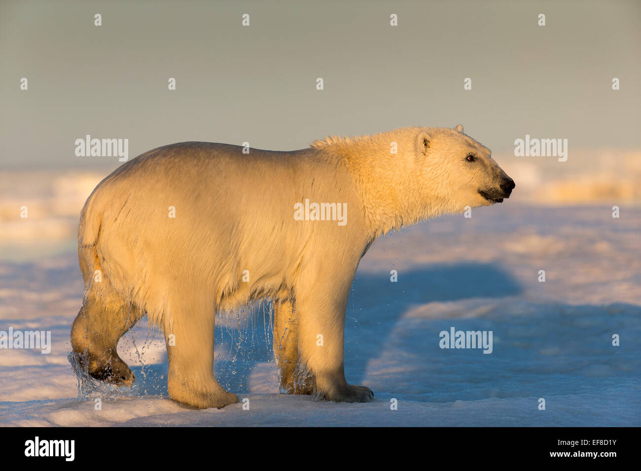 Le Canada, le territoire du Nunavut, vue arrière de l'ours polaire (Ursus maritimus) marche sur la fonte de la glace de mer flottant dans le détroit Gelé près d'un Banque D'Images