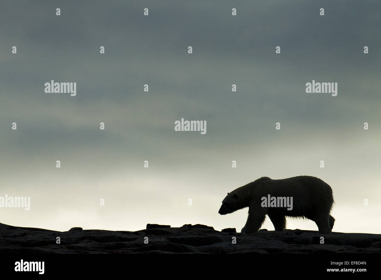 Le Canada, le territoire du Nunavut, Repulse Bay, Silhouette d'ours polaire (Ursus maritimus) marcher le long de la crête le long d'Îles Harbour Banque D'Images