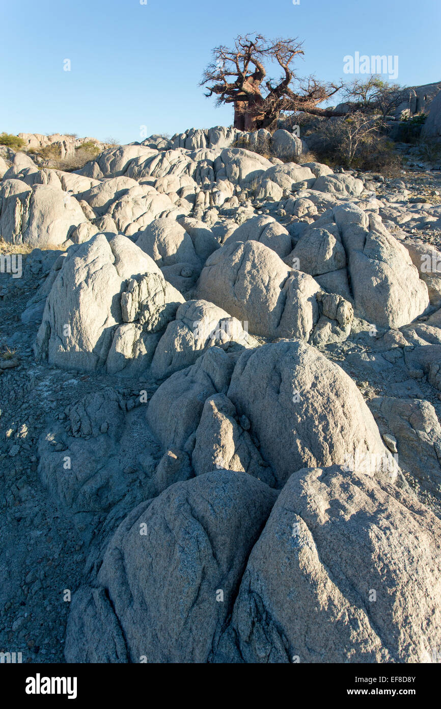 L'Afrique, Botswana, de baobabs poussent au sommet de l'affleurement de granit sec Kubu Island dans Makgadikgadi Pan dans désert du Kalahari Banque D'Images
