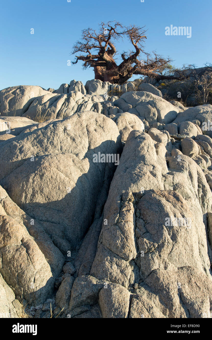 L'Afrique, Botswana, de baobabs poussent au sommet de l'affleurement de granit sec Kubu Island dans Makgadikgadi Pan dans désert du Kalahari Banque D'Images