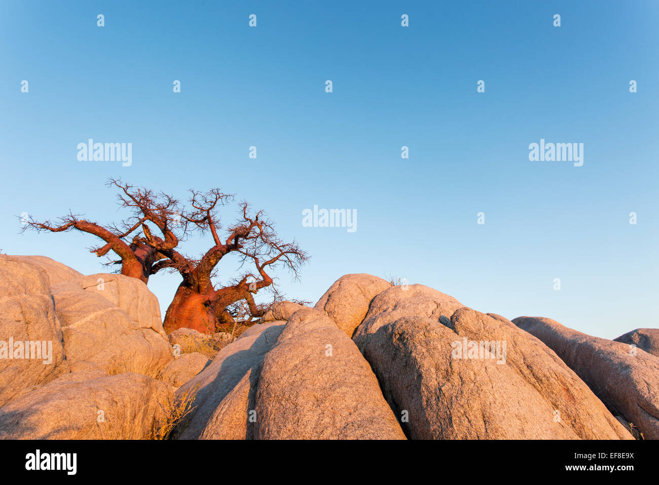 L'Afrique, Botswana, Morning sun lights baobabs au sommet de l'affleurement de granit de plus en plus sec de Kubu Island dans Makgadikgadi Pan dans Kal Banque D'Images