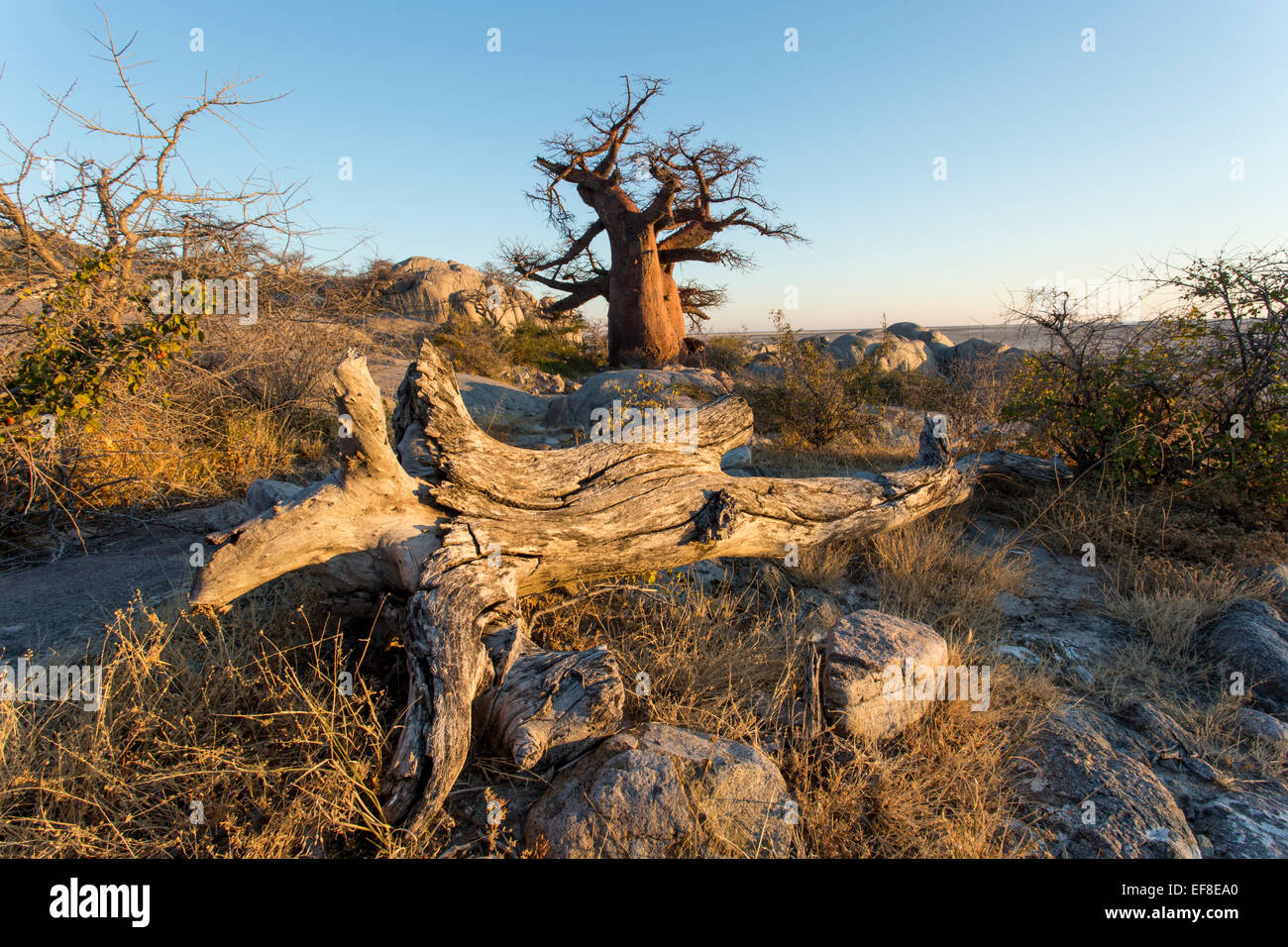 L'Afrique, Botswana, Morning sun lights baobabs au sommet de l'affleurement de granit de plus en plus sec de Kubu Island dans Makgadikgadi Pan dans Kal Banque D'Images