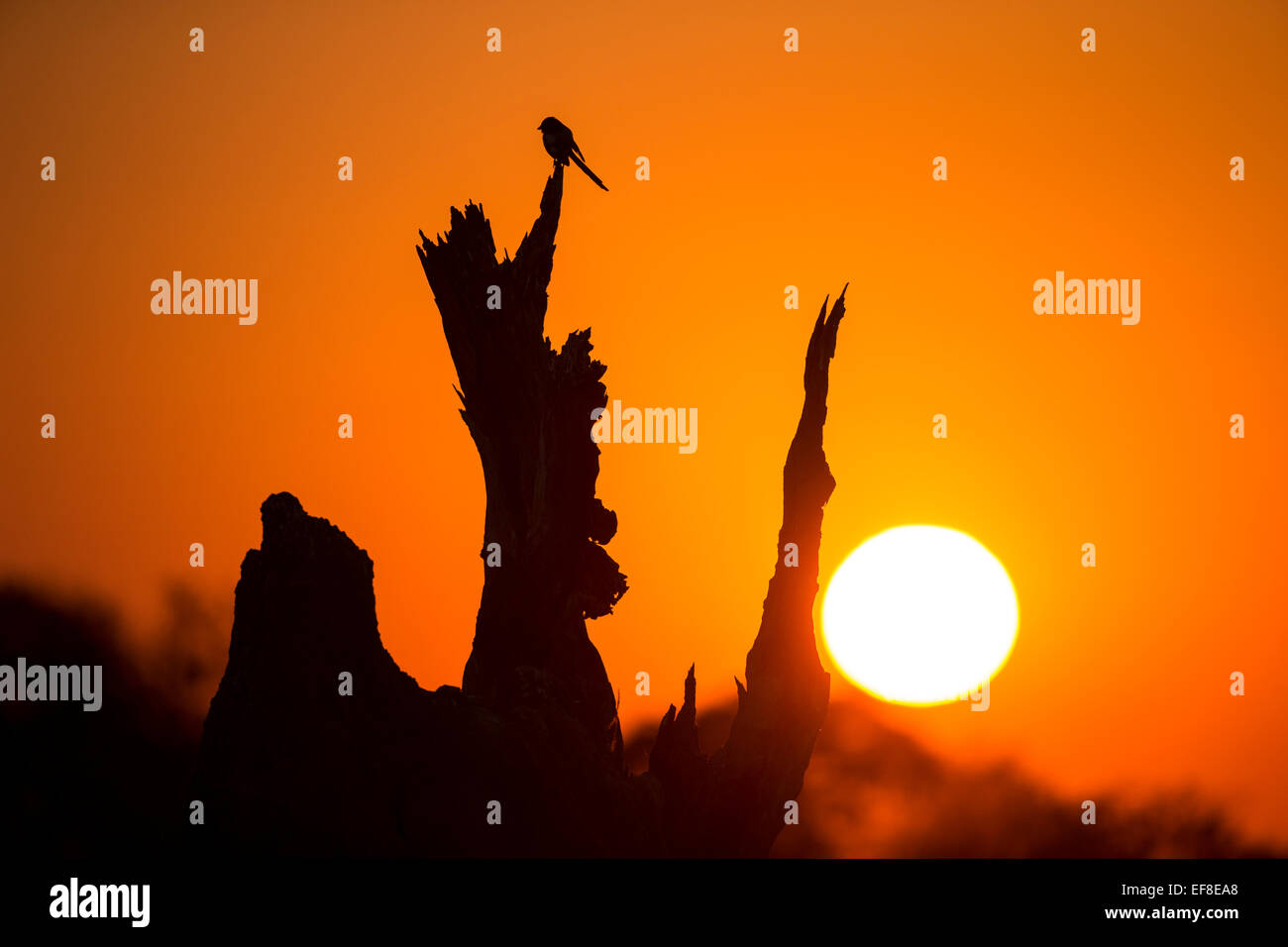 L'Afrique, Botswana, Moremi, Silhouette de starling sitting on tree trunk dans le Delta de l'Okavango au lever du soleil sur l'hiver morni Banque D'Images