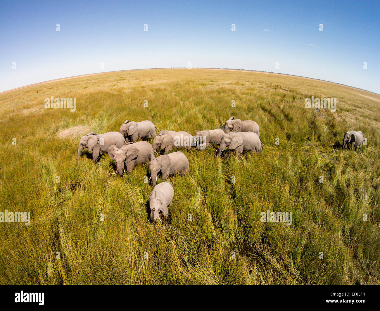L'Afrique, Botswana, Chobe National Park, vue aérienne d'éléphants (Loxodonta africana) Balade Savuti Marsh's wetlands en Lozère Banque D'Images