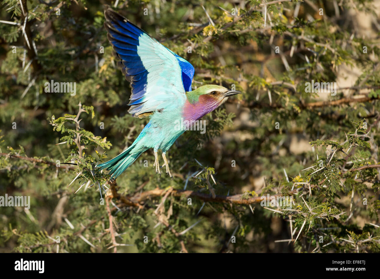 L'Afrique, Botswana, Moremi, Lilac-Breasted (Coracias caudata) Rouleau les ailes battantes qu'il atterrit sur son d'acacia épineux Banque D'Images