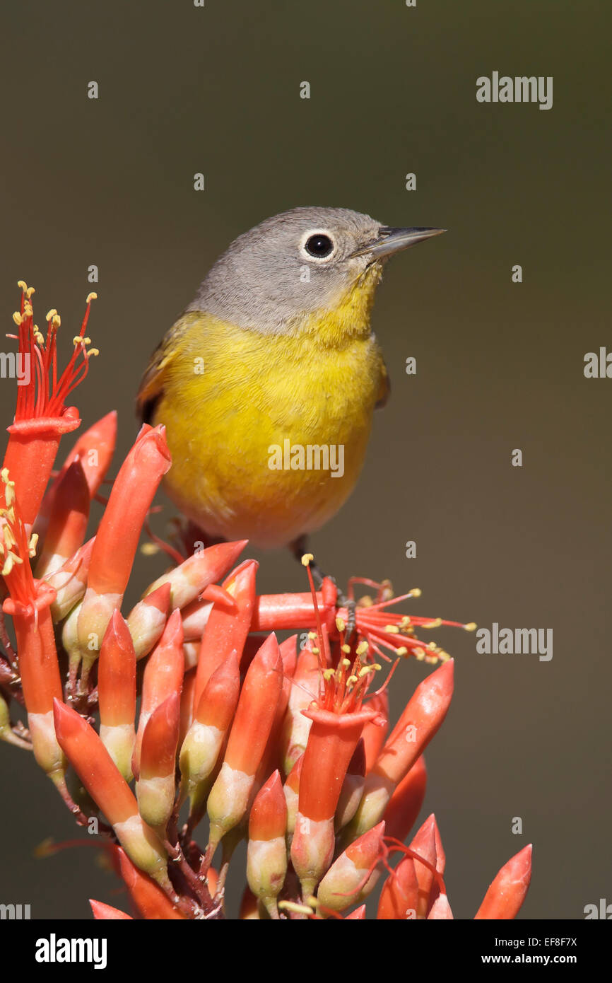 Nashville Warbler Vermivora ruficapilla - - femelle Banque D'Images