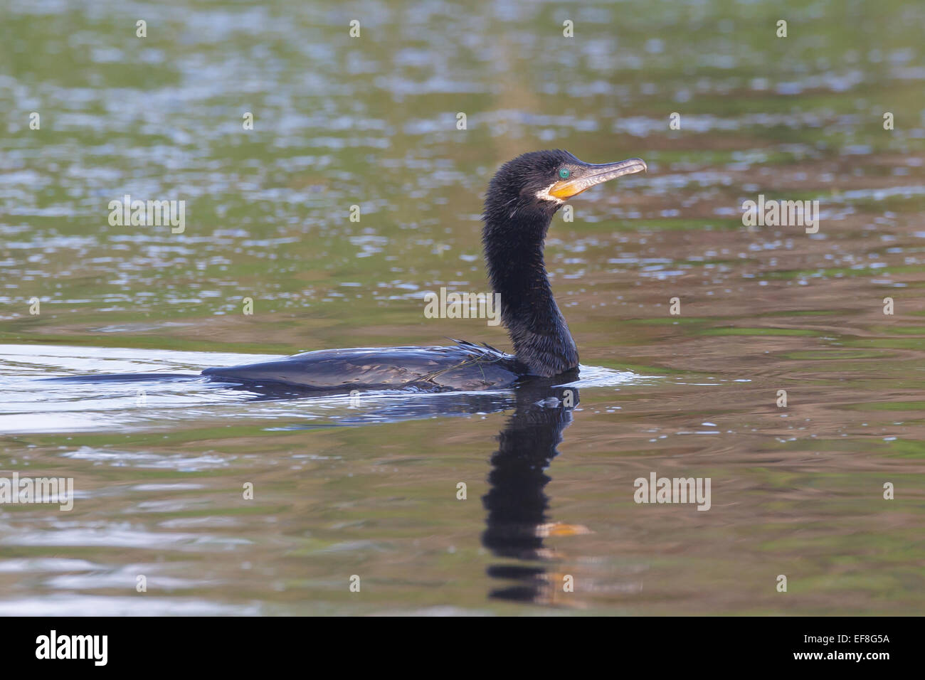 Grand Cormoran - Phalacrocorax brasilianus - sélection des profils Banque D'Images