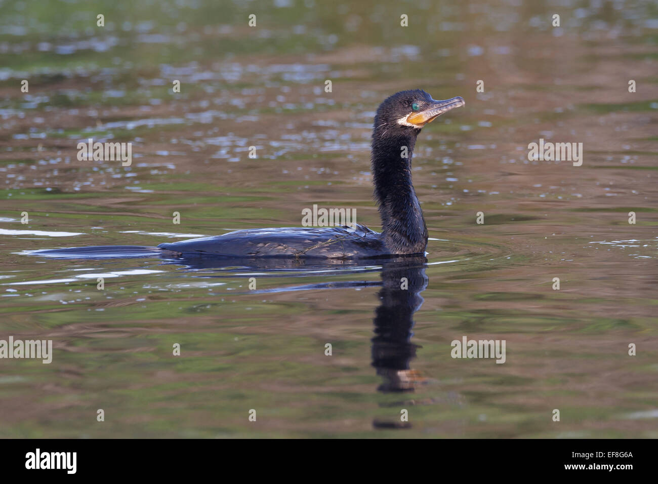 Grand Cormoran - Phalacrocorax brasilianus - sélection des profils Banque D'Images